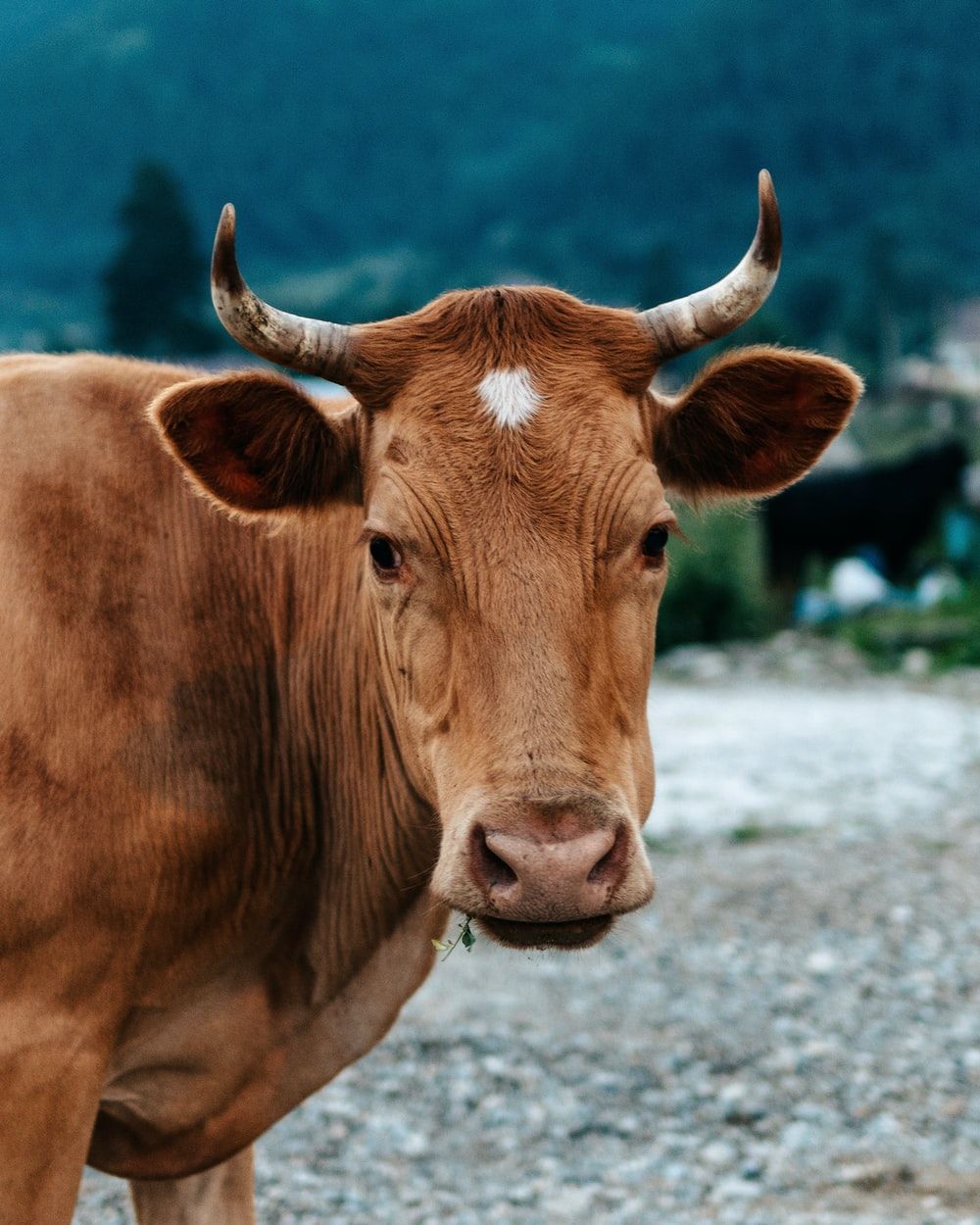 Indian Cow Picture. Download Free Image