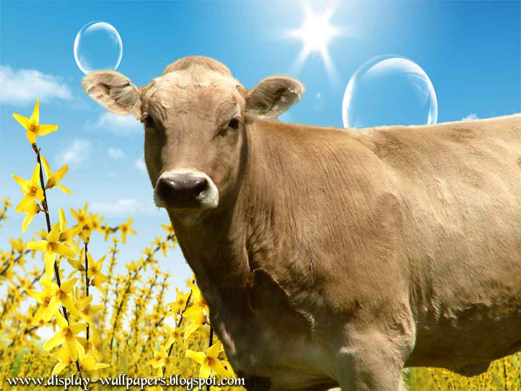 Free download Indian Cow Wallpaper 19634 HD Wallpaper in Animals Imagecicom [1024x768] for your Desktop, Mobile & Tablet. Explore HD Cow Wallpaper. HD Cow Wallpaper, Cow Wallpaper, Cute Cow Wallpaper