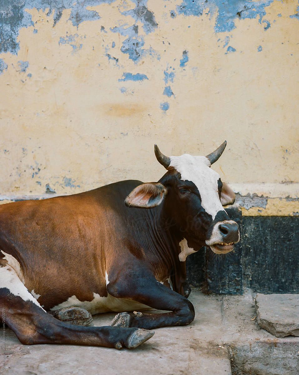 Portrait of a beautiful holy indian cow in a small town in India by Duet Postscriptum cow, Indian street
