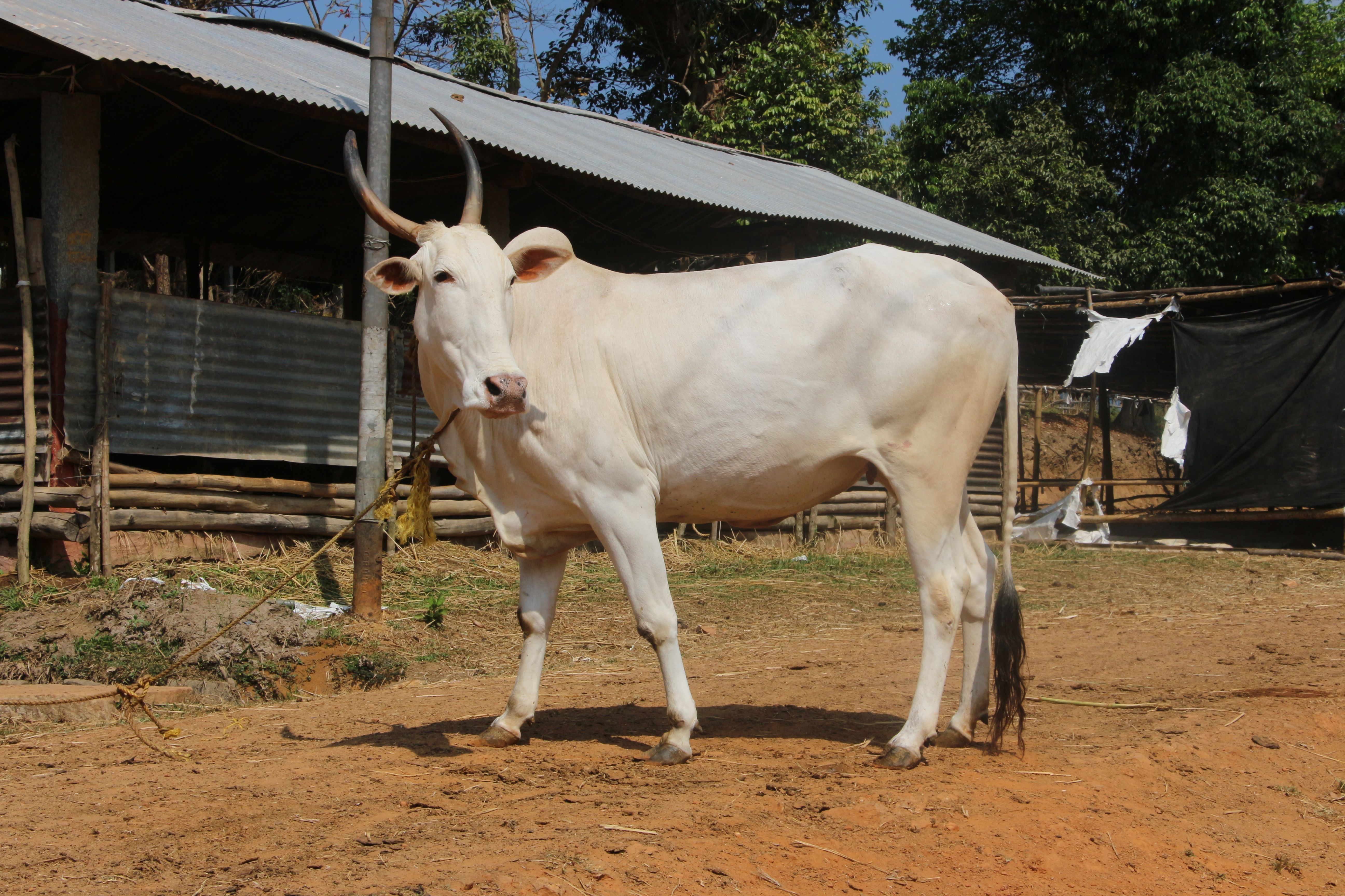 Khillari cattle