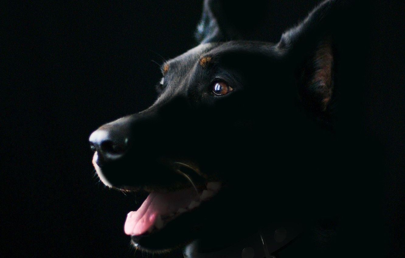 Wallpaper pet, doberman, guard dog image for desktop, section собаки