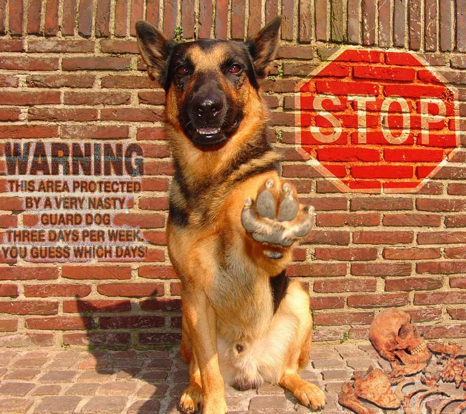 Guard Dogs Wallpaper. Funny dog picture, Dog picture, German shepherd dogs