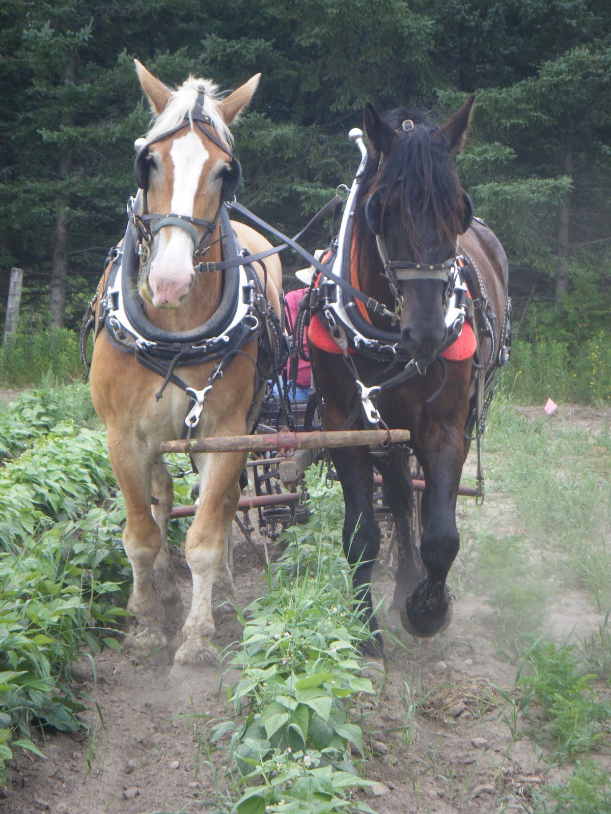 Draft Horses Wallpapers - Wallpaper Cave