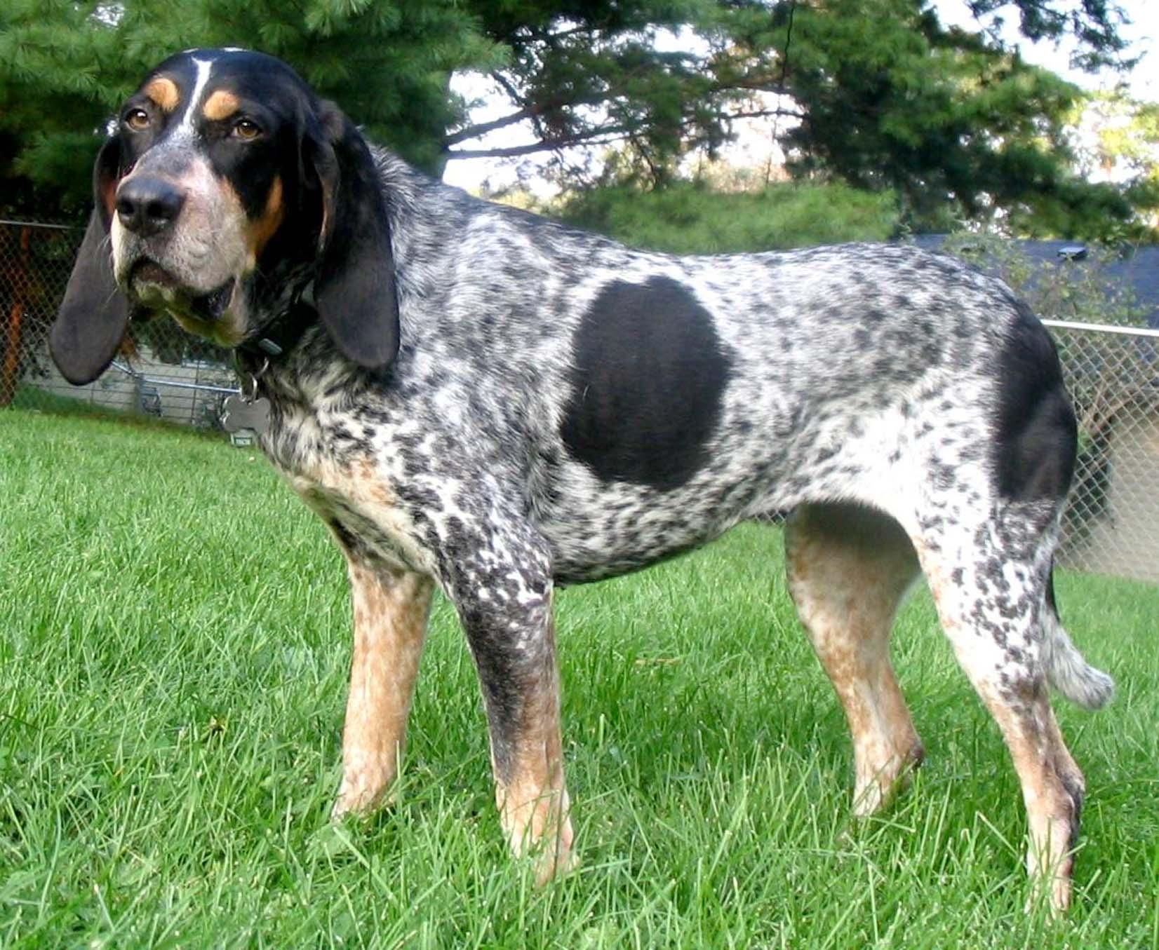 Bluetick Coonhound dog photo and wallpaper. Beautiful Bluetick Coonhound dog picture