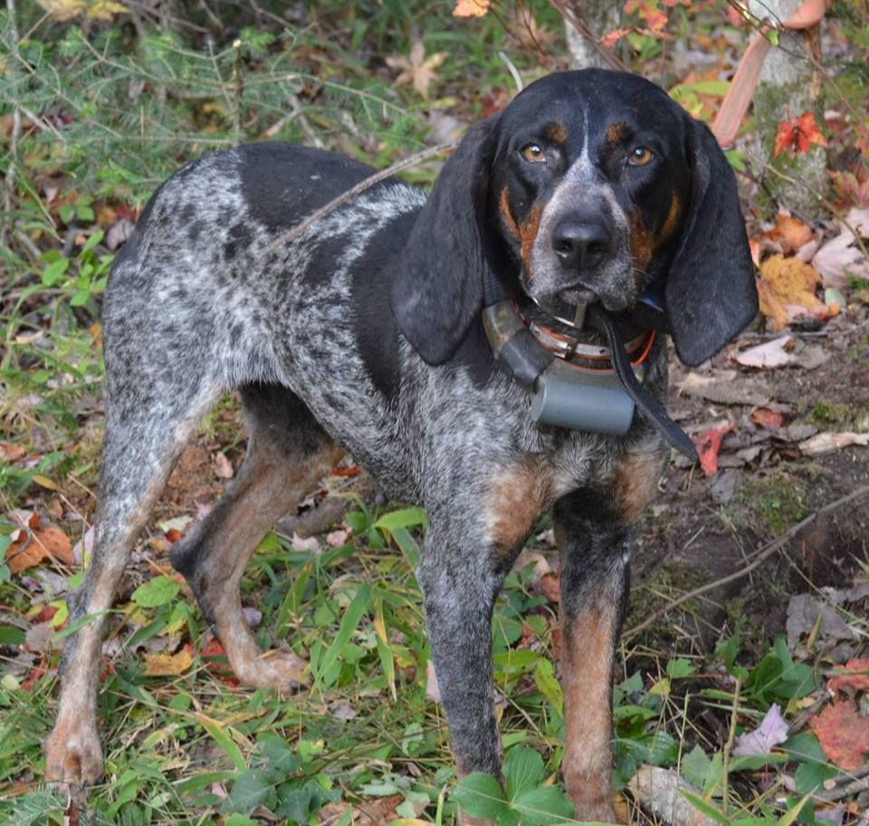 Hounds and hunting dogs, bluetick coonhounds, bear hunting