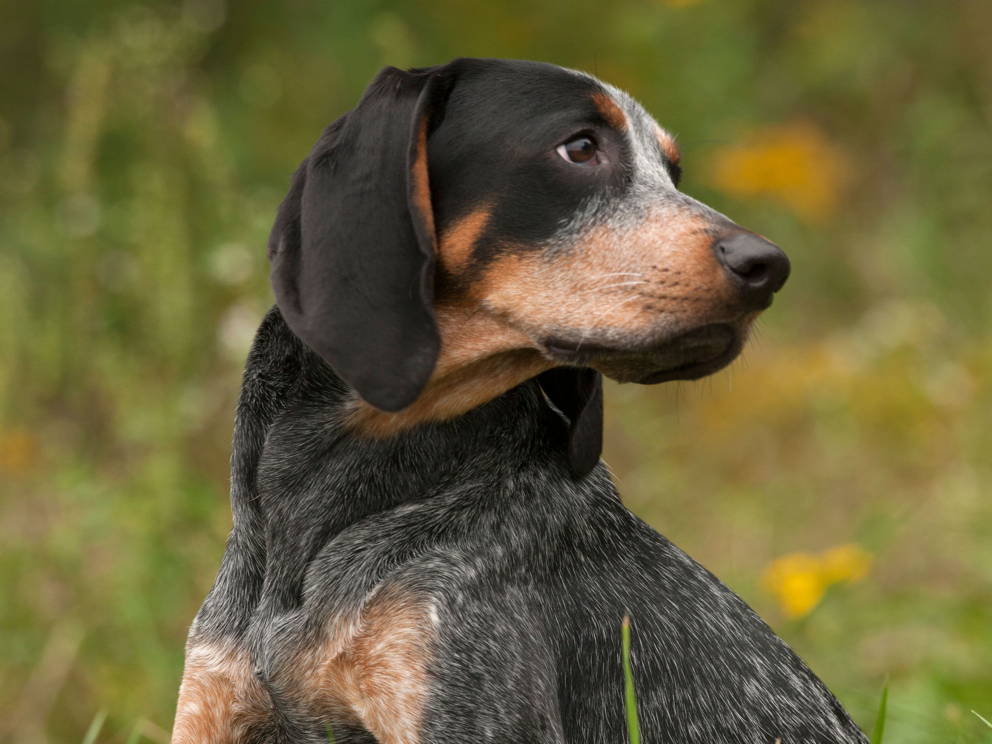 Bluetick Coonhound Breed history and some interesting facts