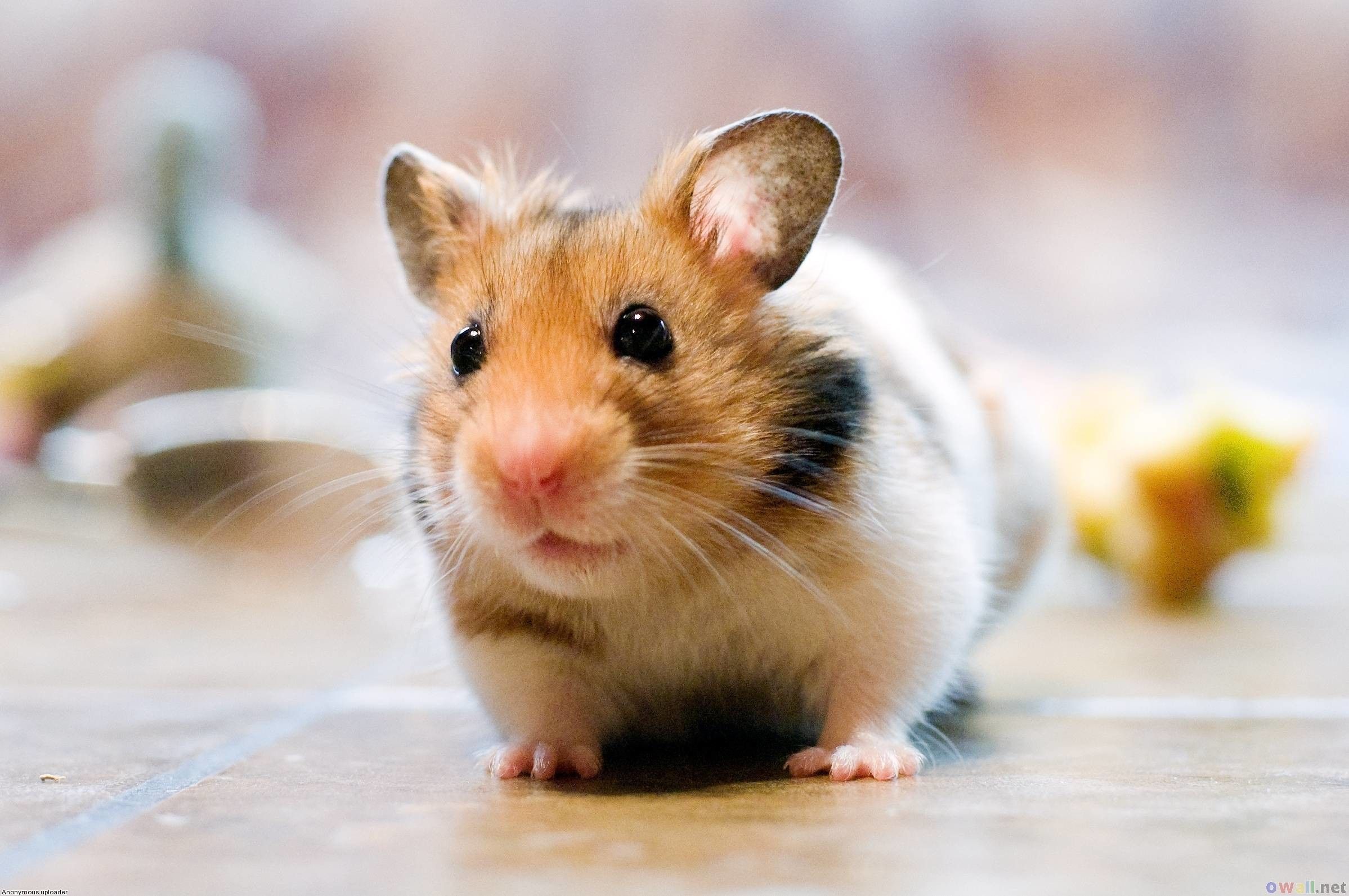 Cute Hamster Wallpaper background picture