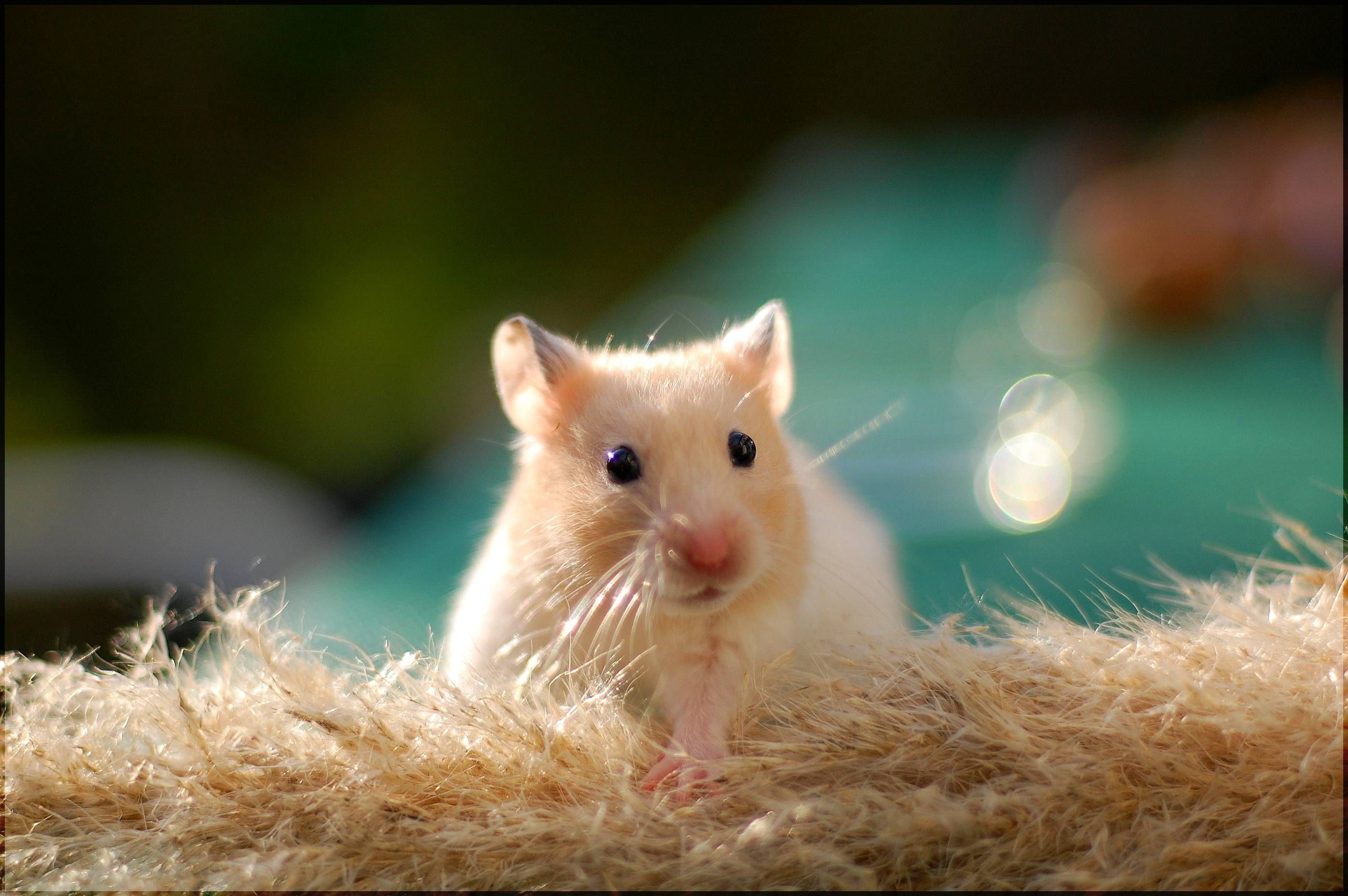 Cute Hamster Wallpaper background picture