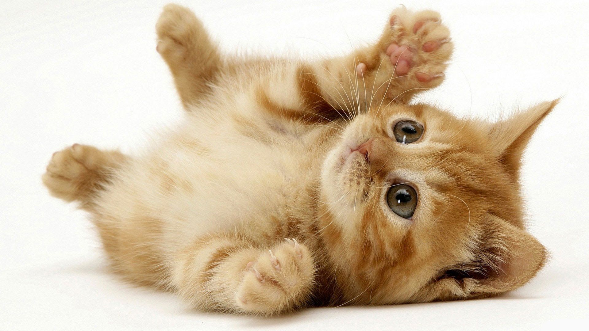 Cute Kitten Animal Pics Cats Image Gallery