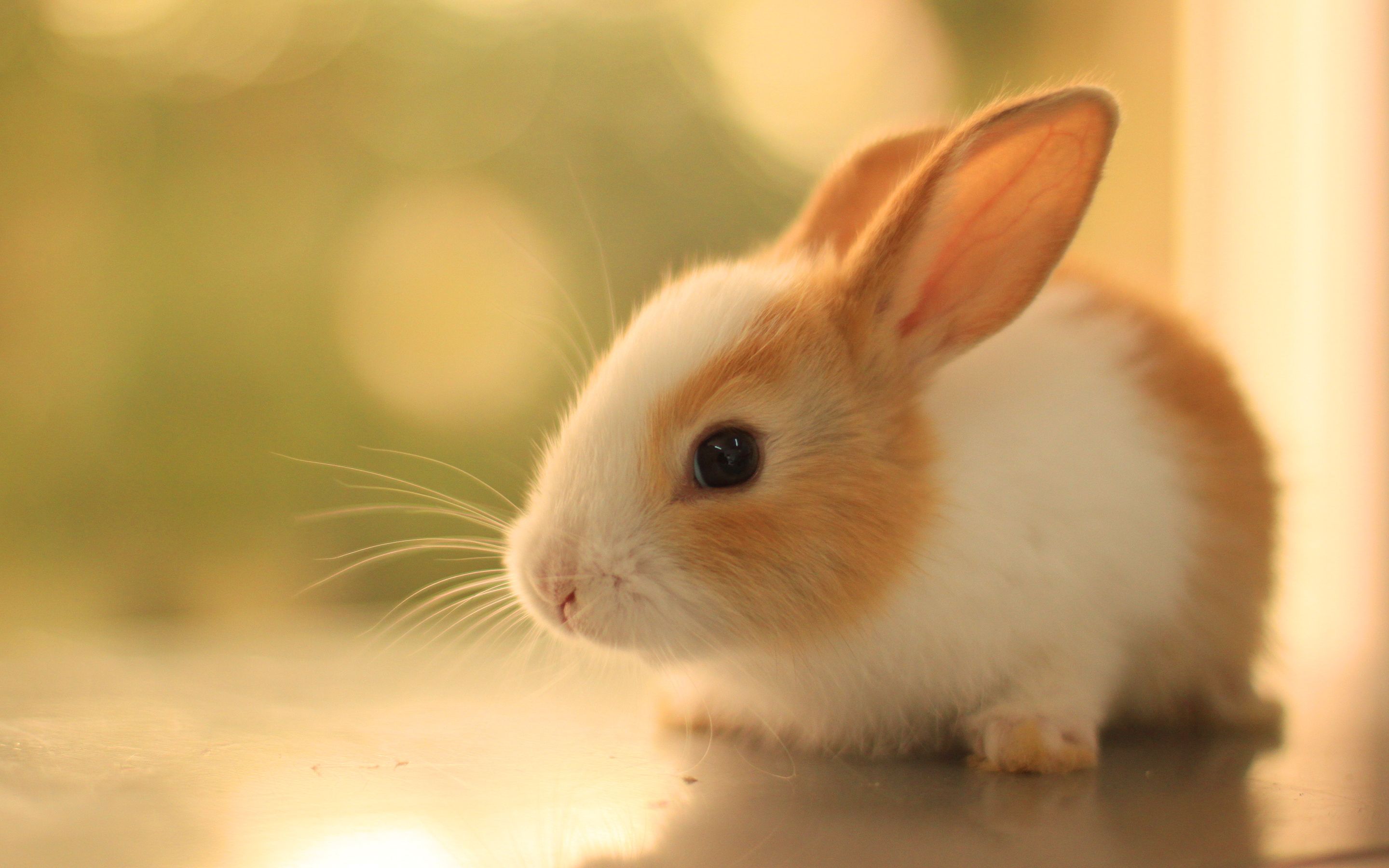 Cute Rabbit 3437 HD wallpaper