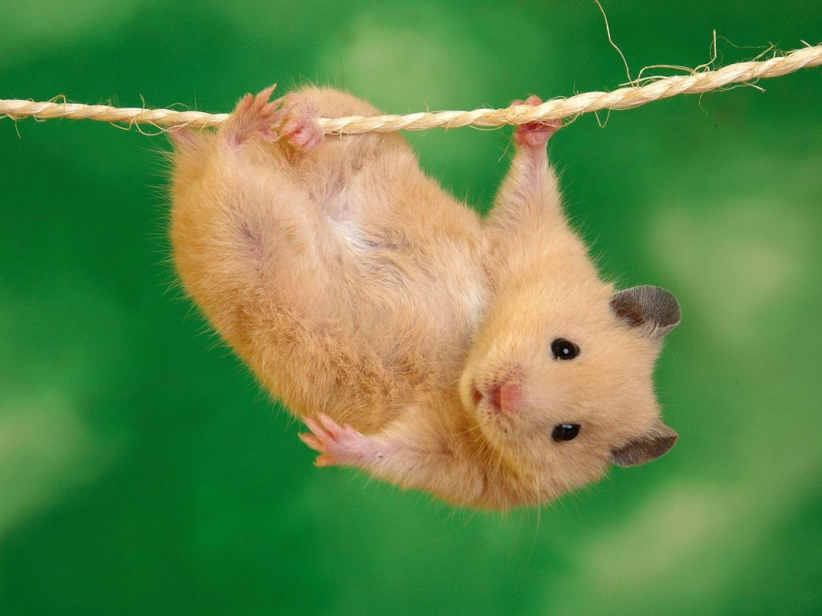 Cute Hamster Aerobics Wallpaper. HD Animals and Birds Wallpaper for Mobile and Desktop