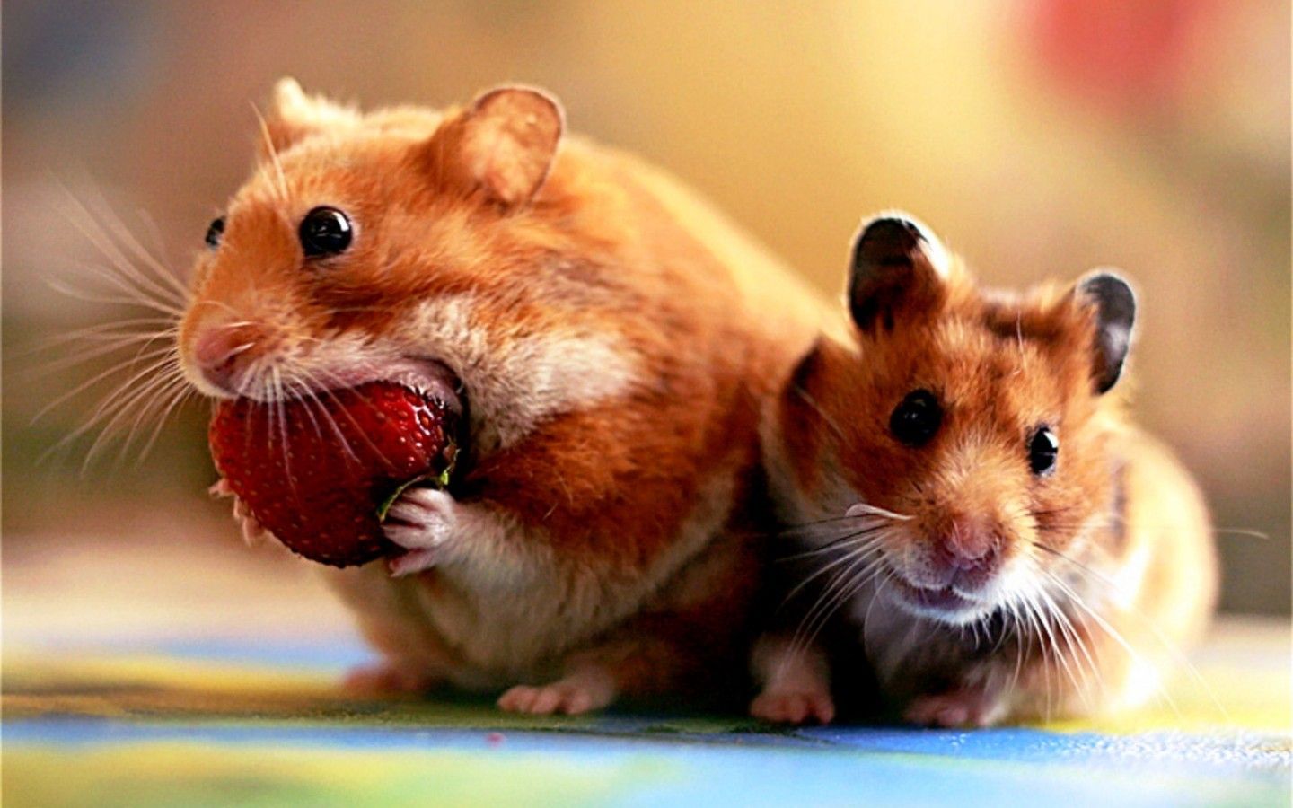 Cute Hamster Wallpaper HD 20010