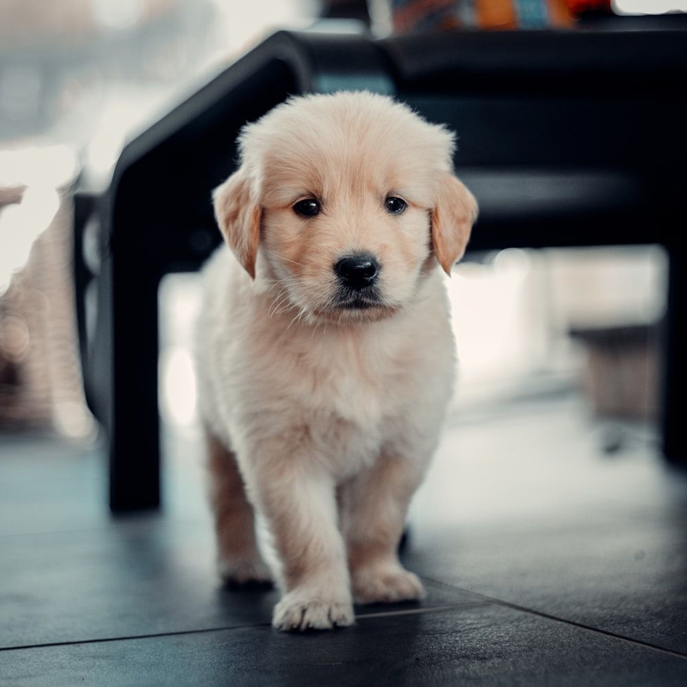 Golden Retriever Puppy Picture. Download Free Image