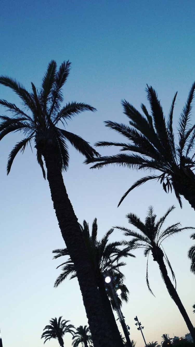 Fondos de pantalla. Background, Beautiful picture, Palm trees