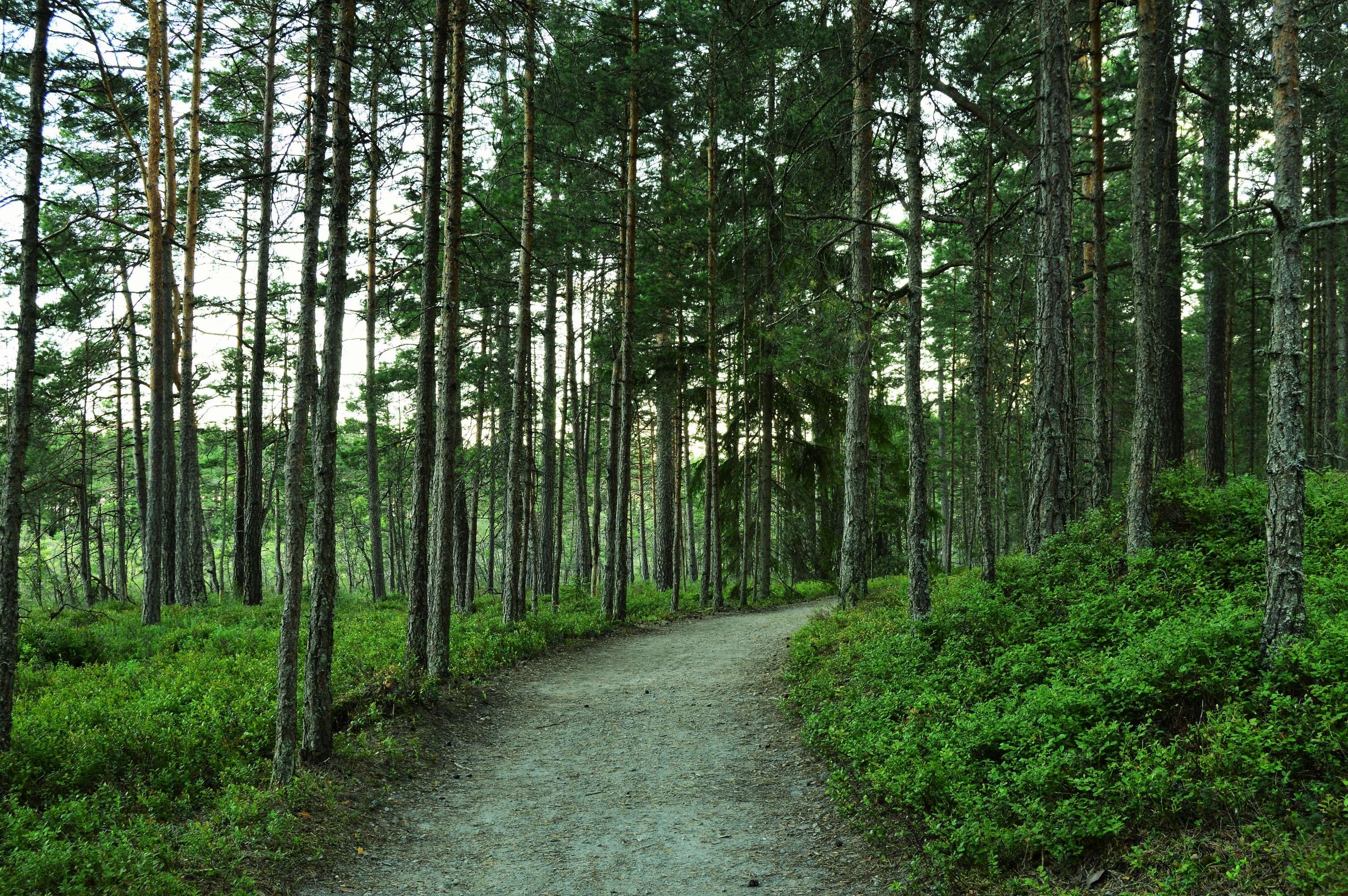 forest, green, nature, outdoors, outside, road, summer, sweden, tree, trees wallpaper