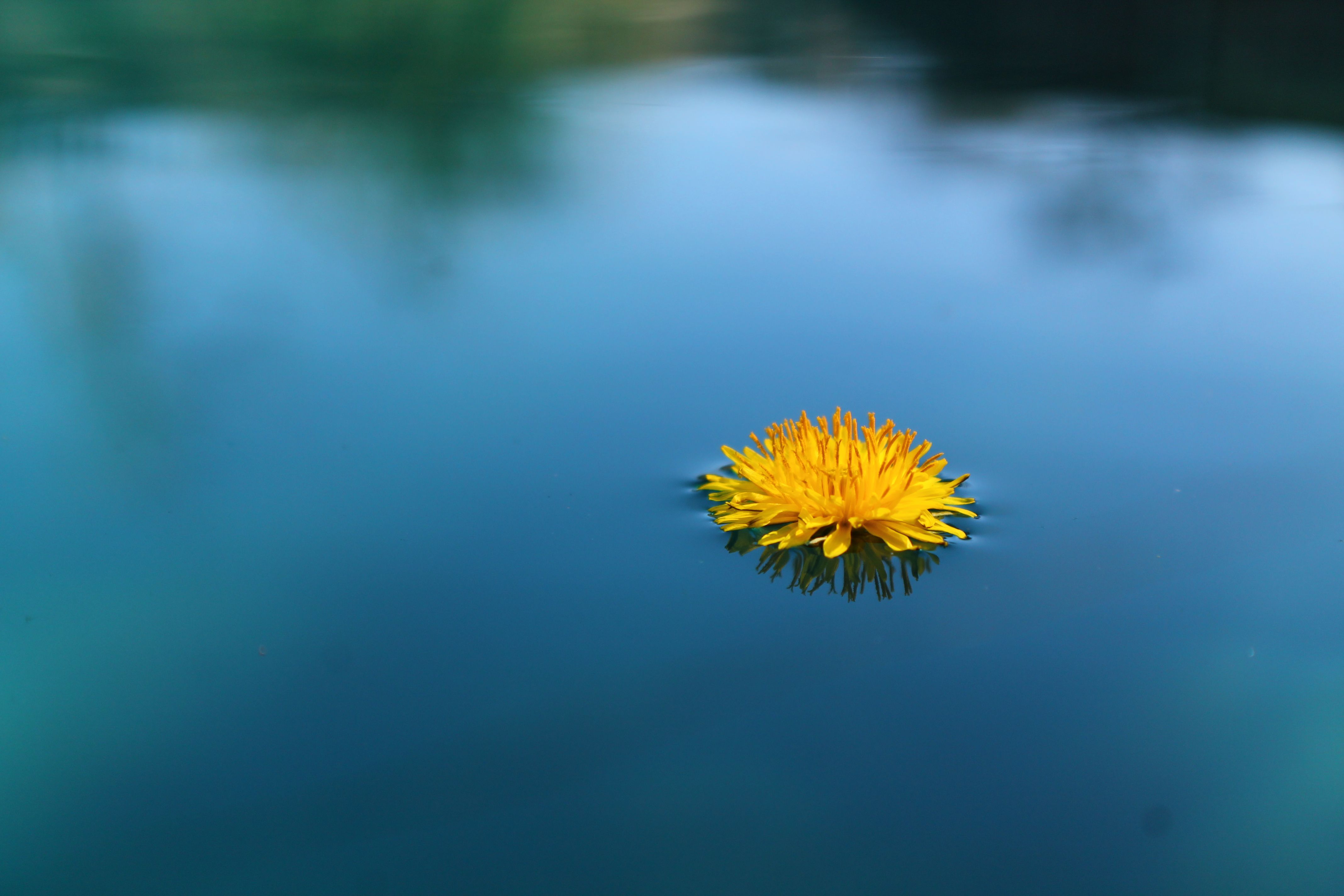 Wallpaper, blue, shadow, summer, flower, color, reflection, green, water, colors, pool, yellow, reflections, outside, weed, colorful, Texas, shadows, bokeh, floating, dandelion, float 4272x2848