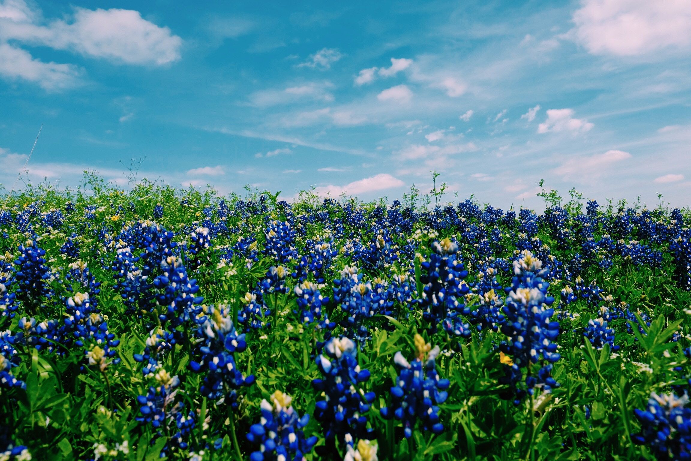 texas state flower HD wallpaper, Background