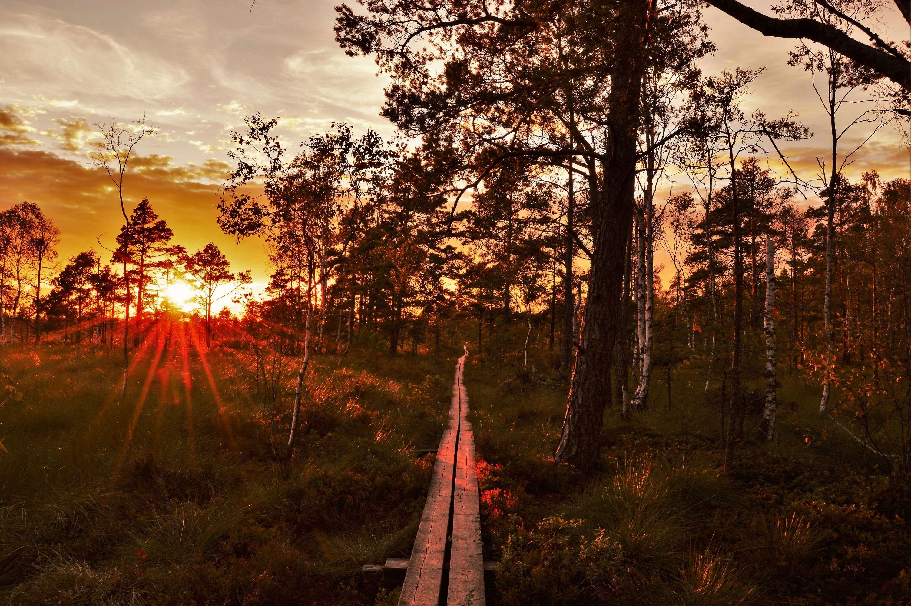 evening, forest, landscape, nature, outdoors, outside, summer, sunset, sweden, trail, tree, trees wallpaper