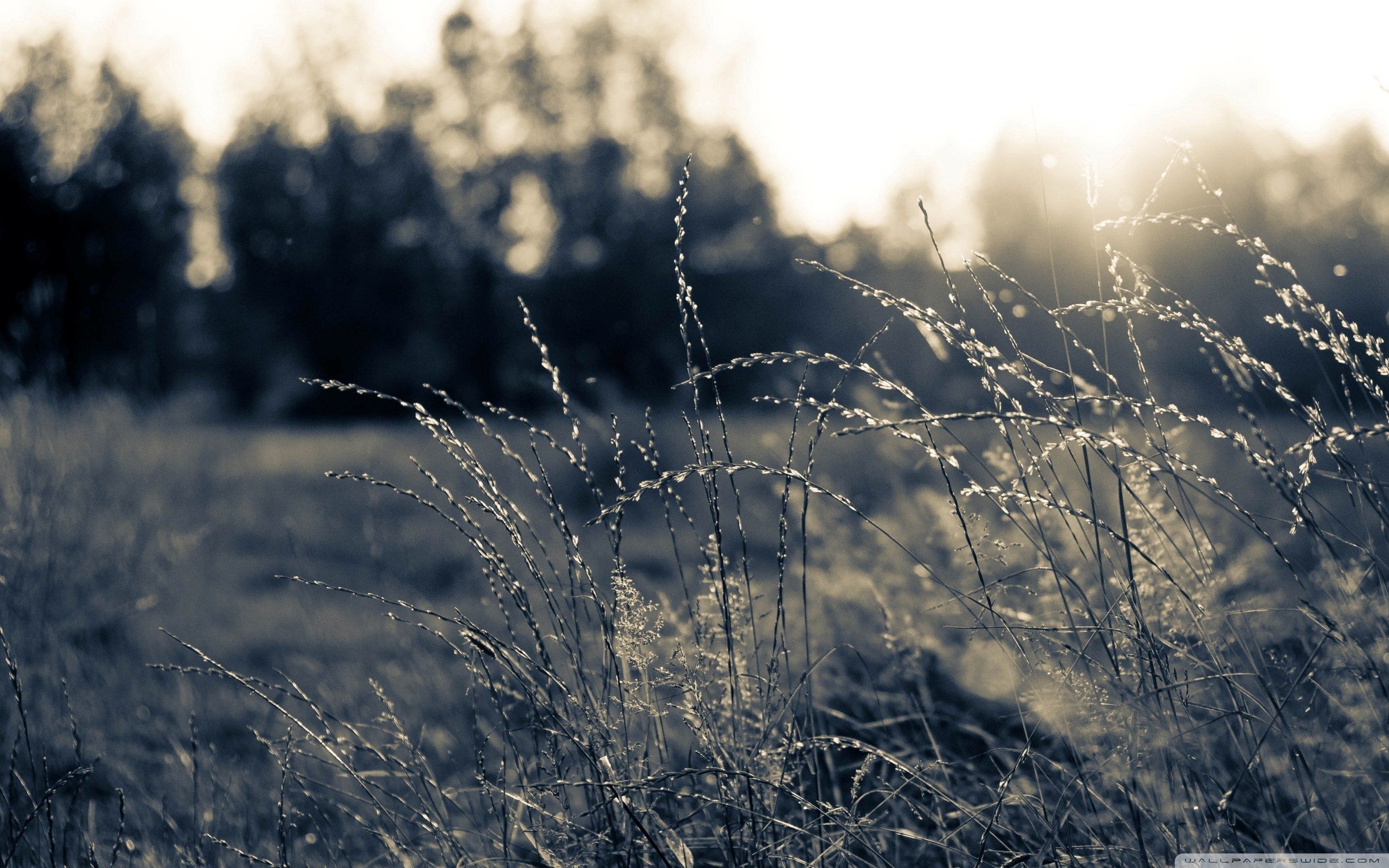 Download Summer Field, Black And White UltraHD Wallpaper