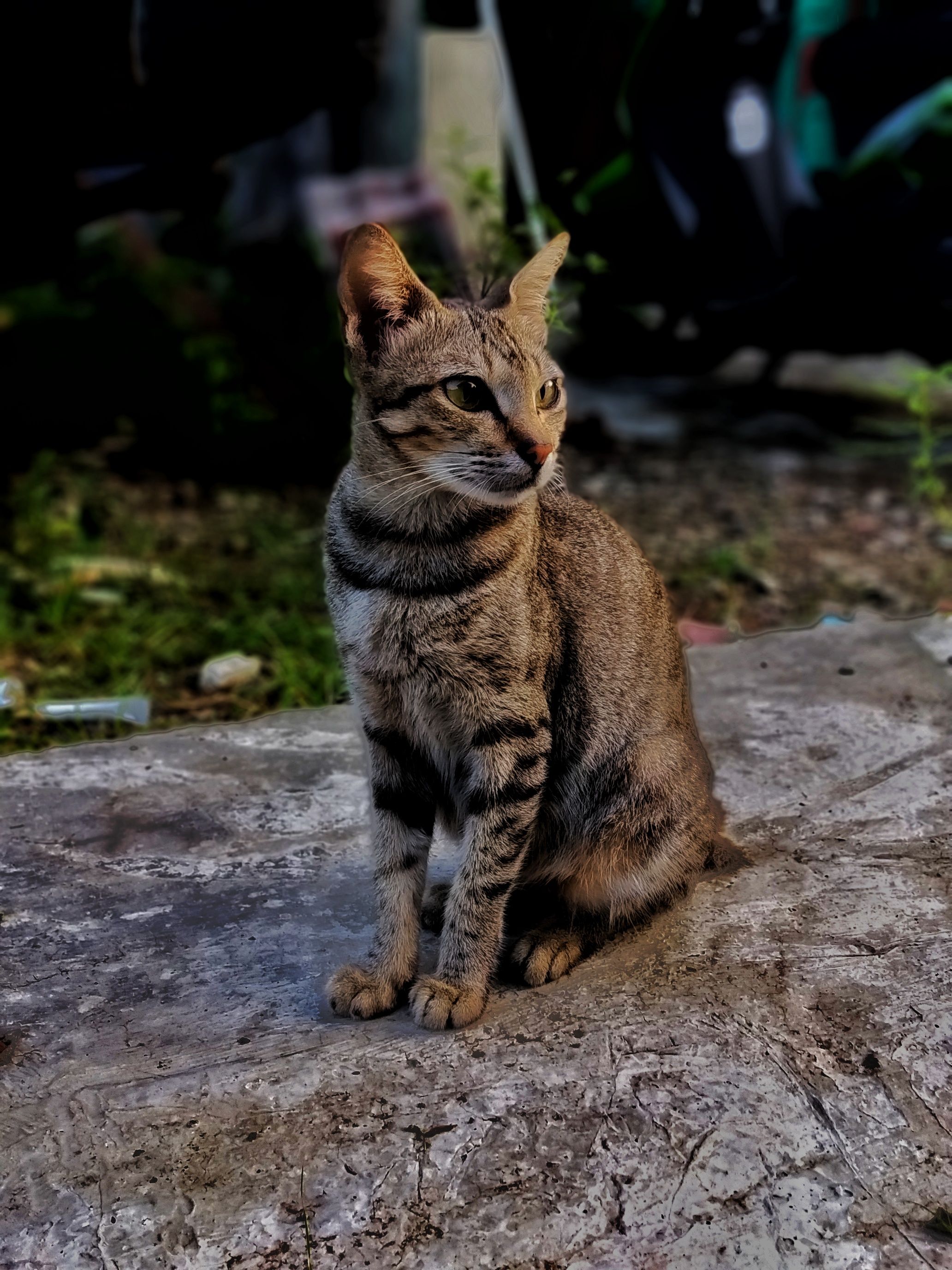 Wallpaper HP dengan Redmi S2