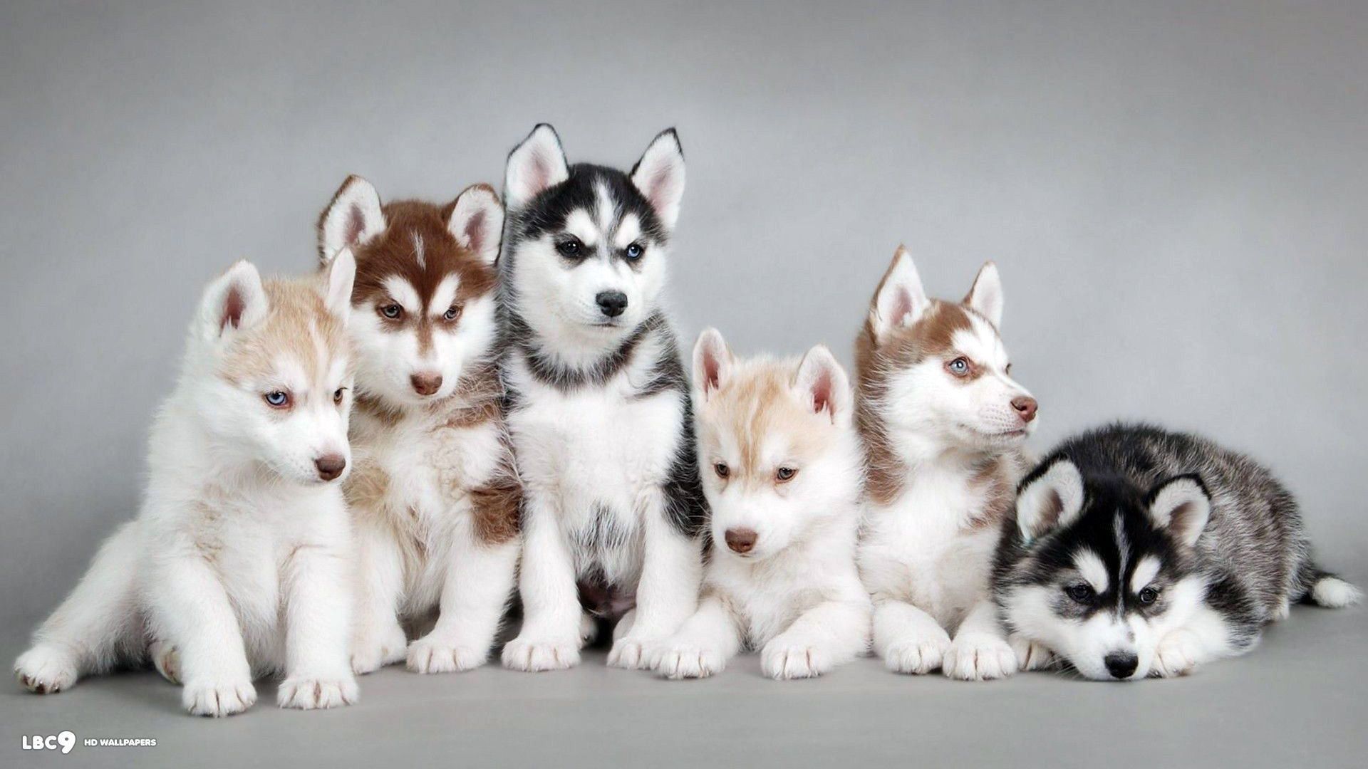 Cute Baby Wolf Husky Puppies