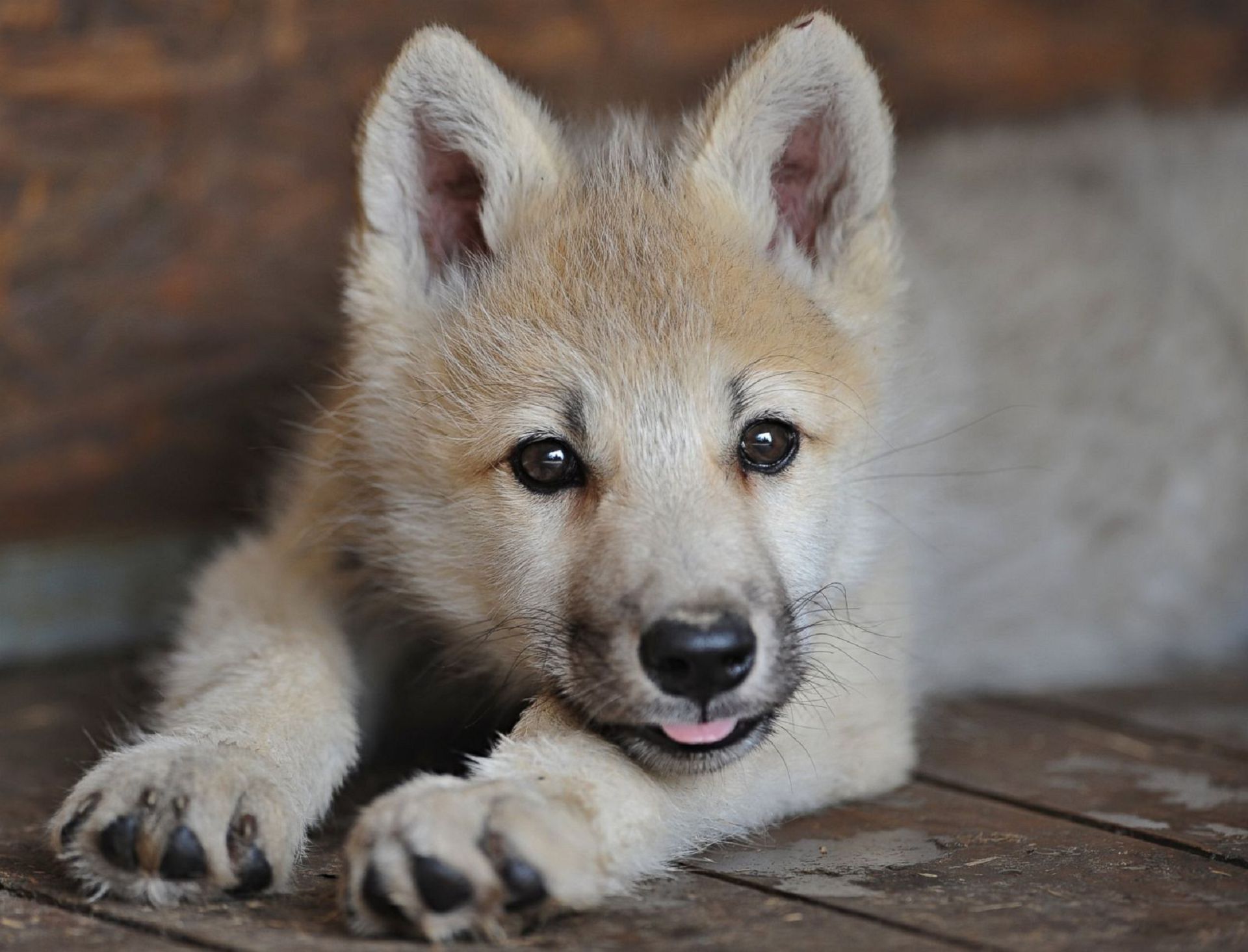 Baby Wolf phone, desktop wallpaper, picture, photo, bckground image