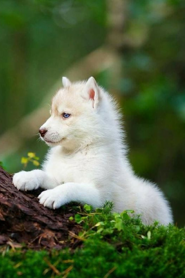 Golden Baby Cute Wolves