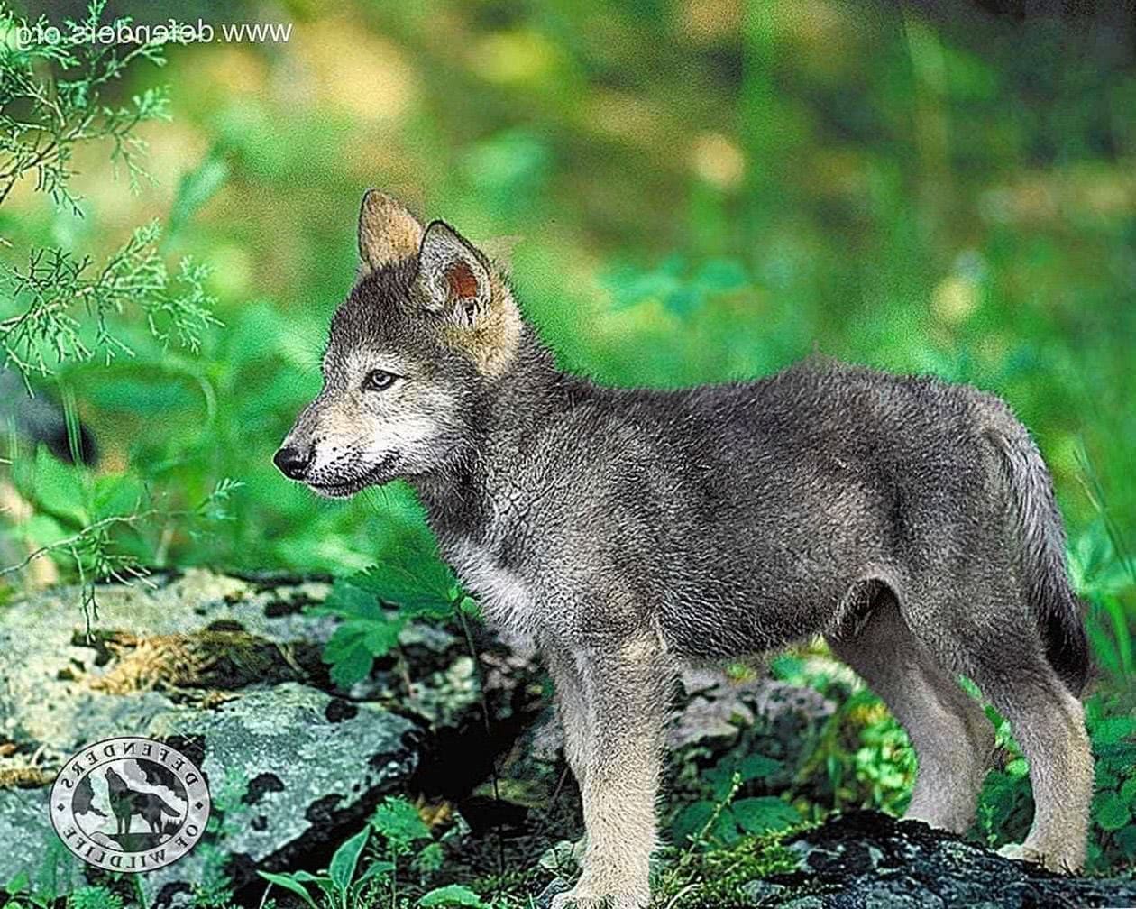 Wolf Baby Wallpaper