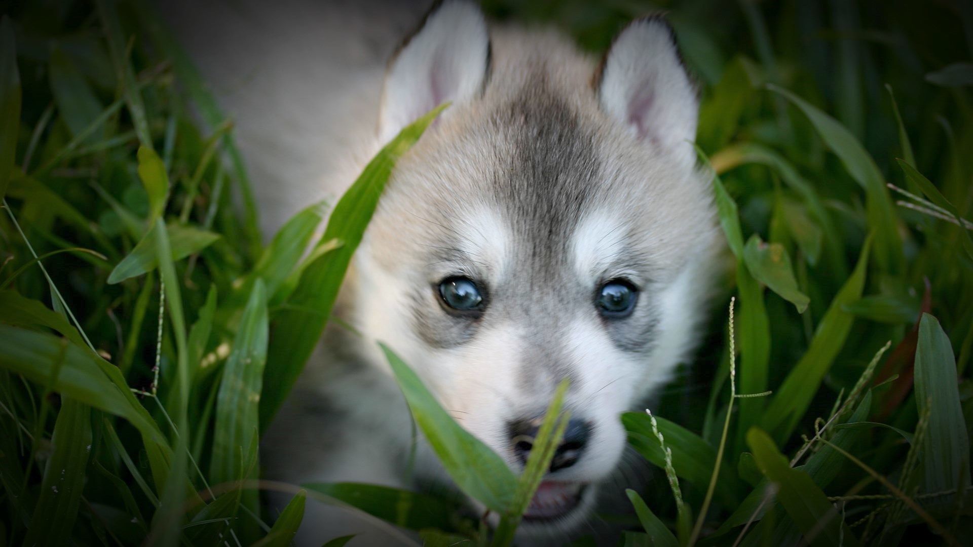 Cute Picture Of Baby Wolves