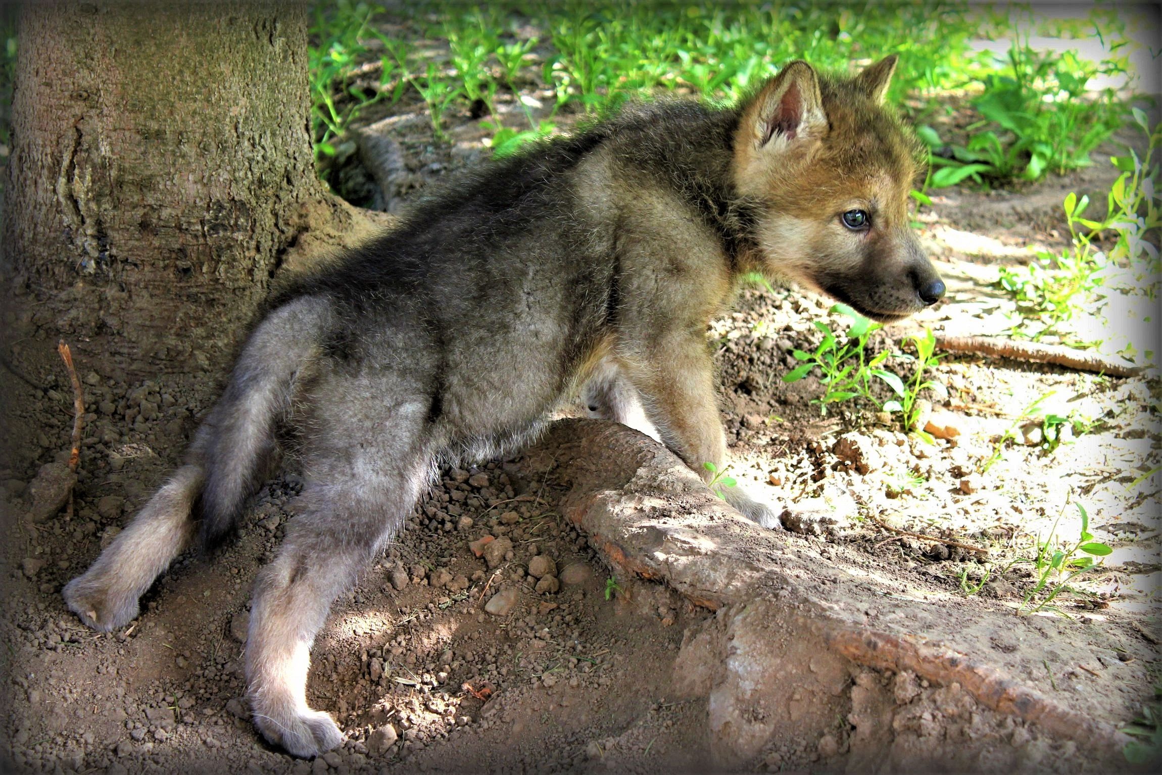 Animal Baby Animal Cute Wolf Wallpaper:2300x1534