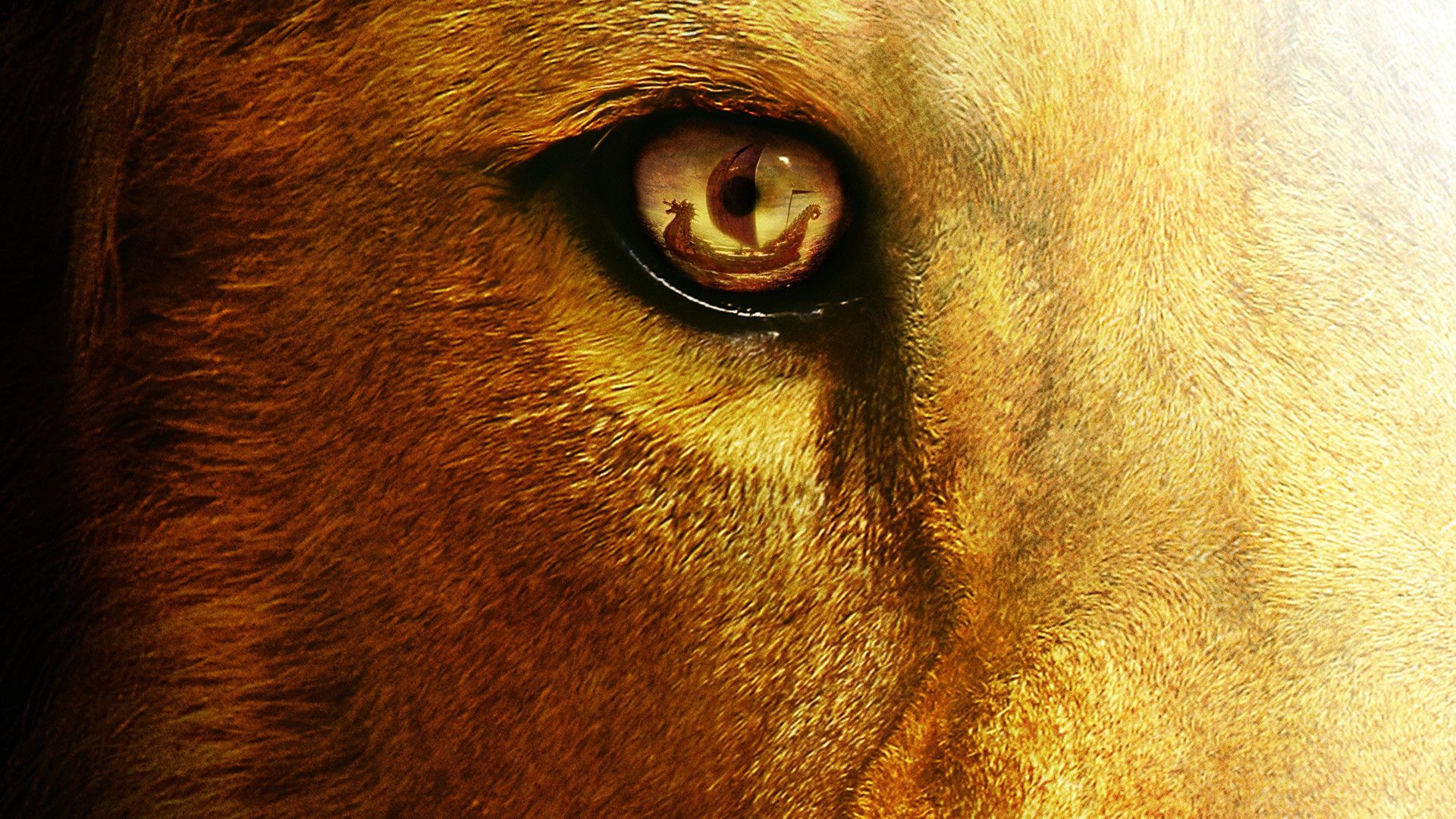 Lion Eyes Wallpaper HD