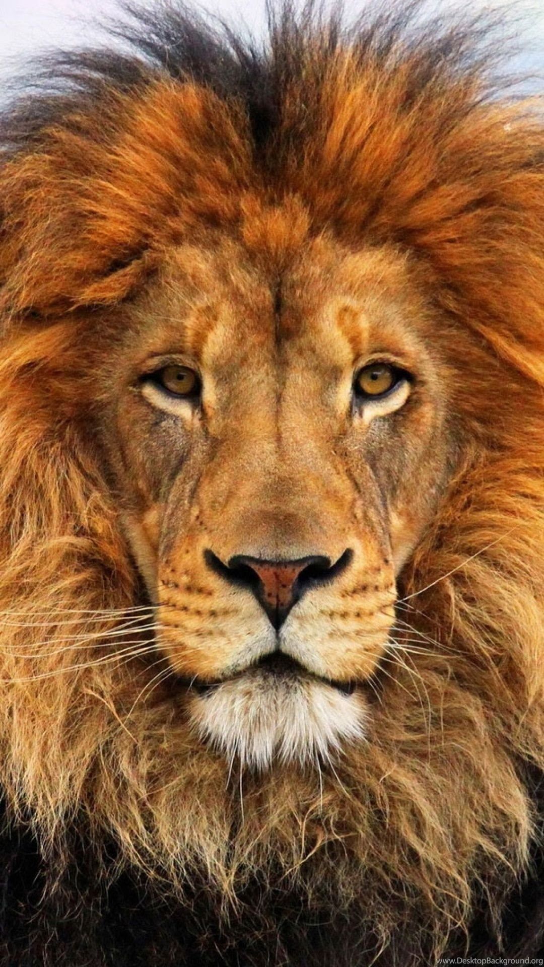 Lion Eyes Wallpapers - Wallpaper Cave