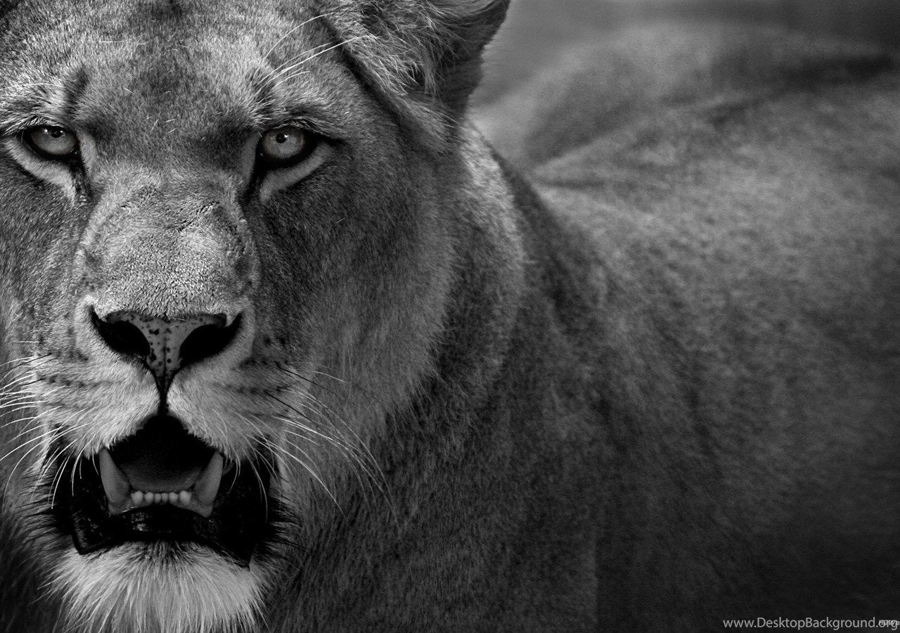 Angry Lion Eyes Wallpaper Desktop Background