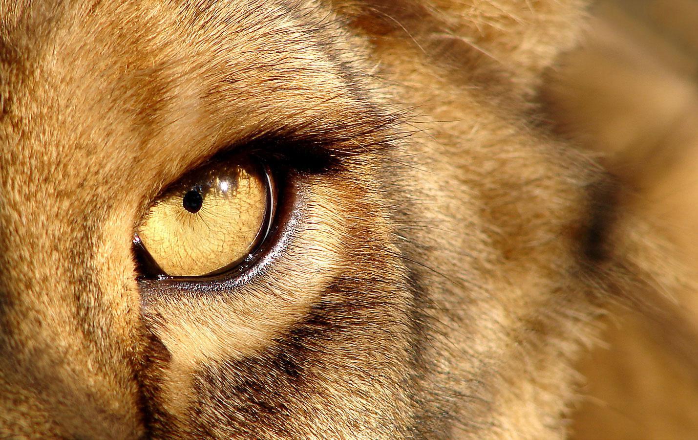 Eyes Lion Live Wallpaper para Android