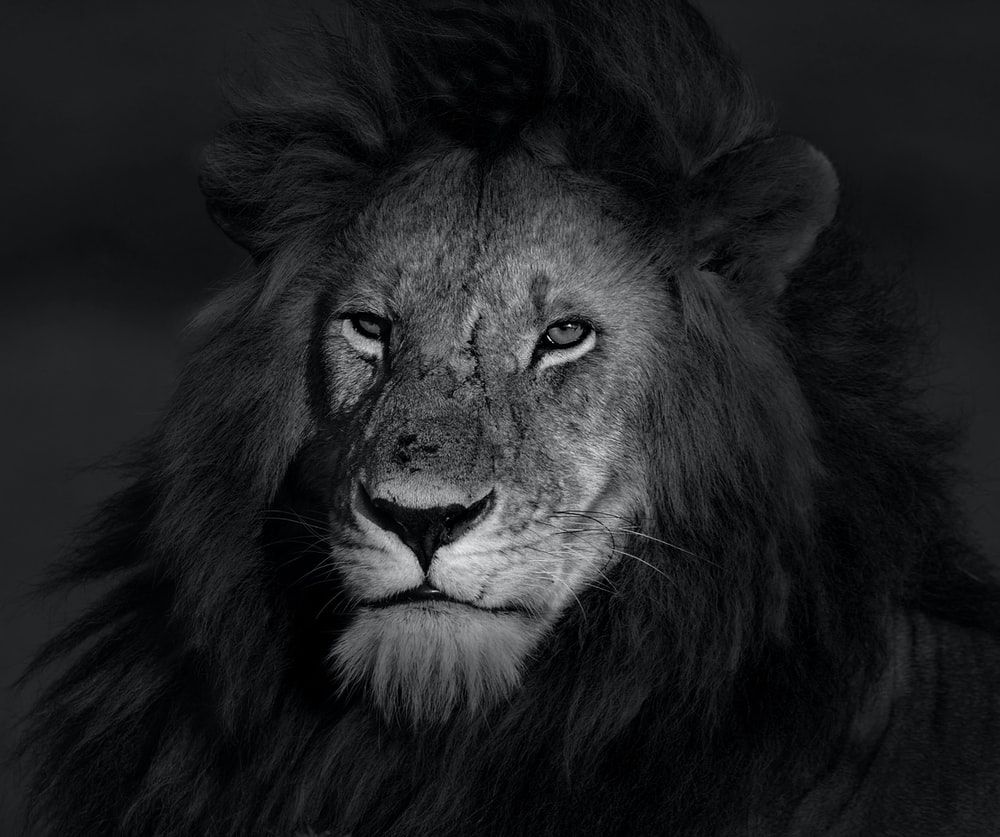 Lion Wallpaper: Free HD Download [HQ]