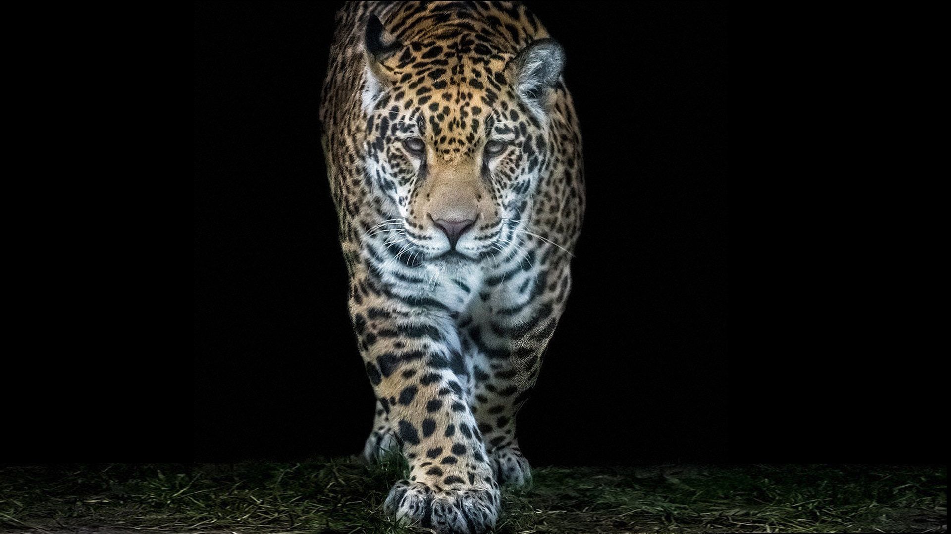 Animal Jaguar Scientific Name Panthera Onca Born In America Wallpaper HD, Wallpaper13.com
