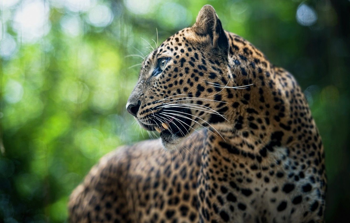 Wallpaper animal, predator, leopard, Leopard, panthera pardus image for desktop, section животные