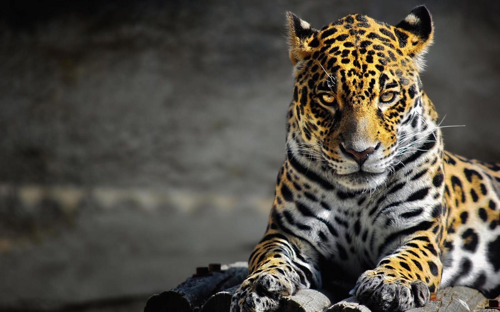 Leopard HD Image. Jaguar animal, Leopard picture, Tiger wallpaper