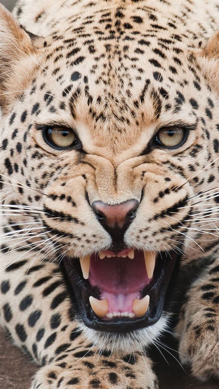 Fierce Shouting Panthera Pardus Macro Face iPhone 8 Wallpaper Free Download