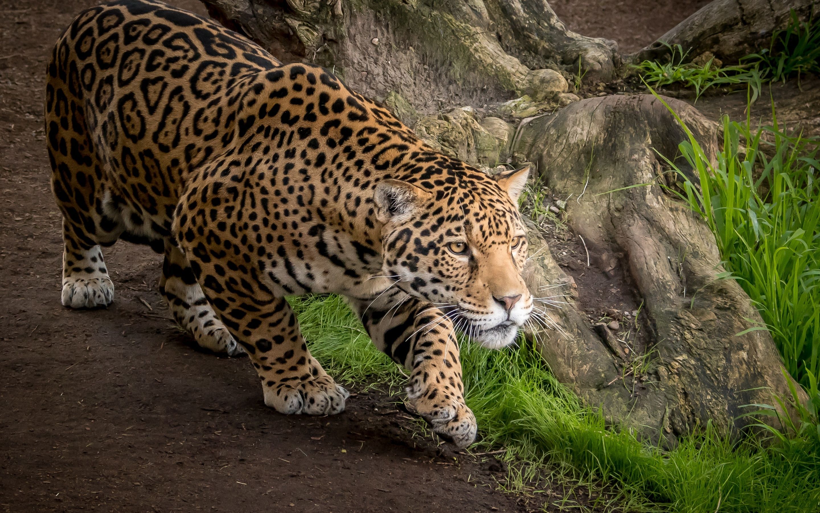 Download wallpaper jaguar, wildlife, predators, Panthera onca for desktop with resolution 2880x1800. High Quality HD picture wallpaper