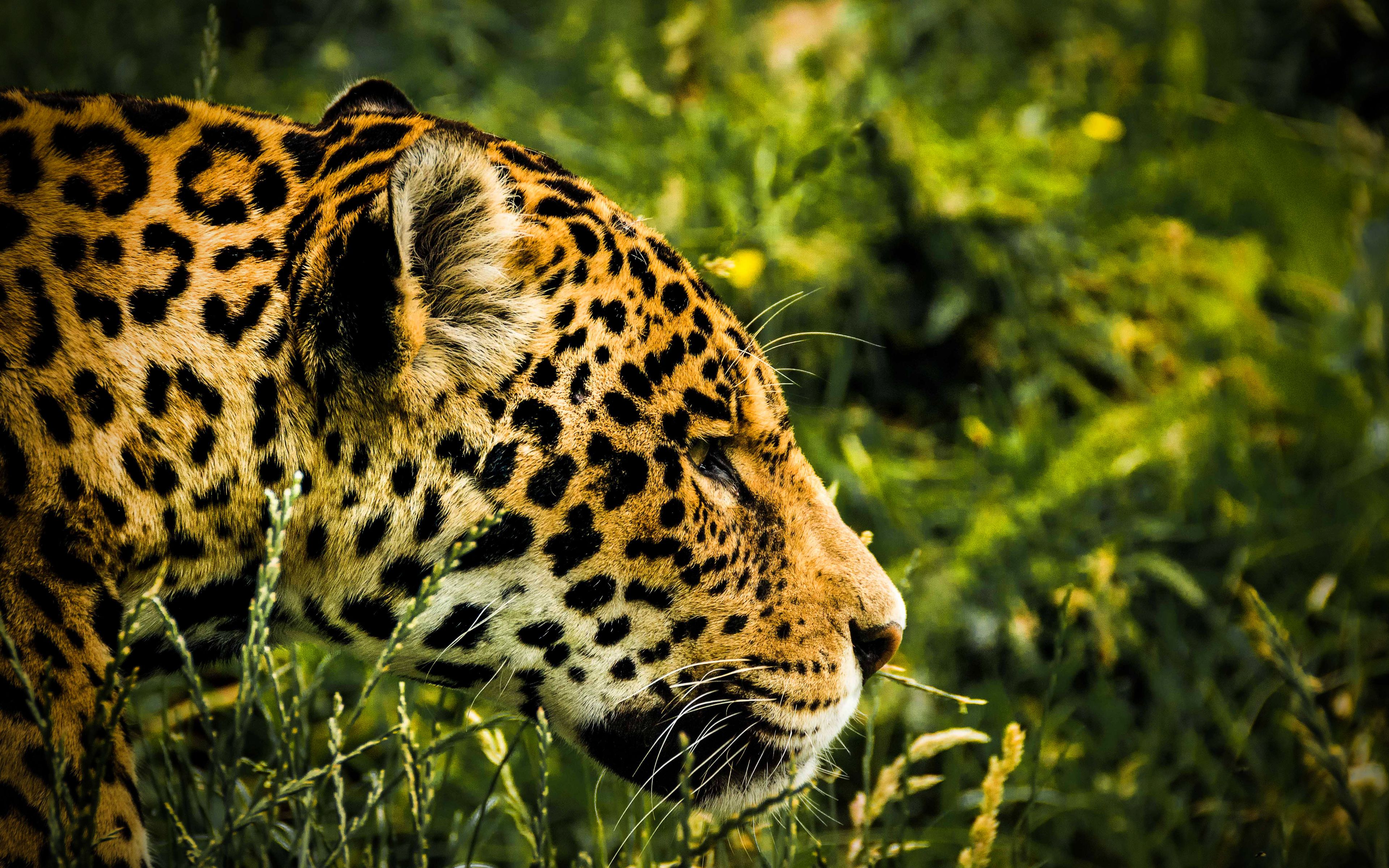 Download wallpaper Jaguar, 4k, wildlife, predators, jungle, wild cat, Panthera onca for desktop with resolution 3840x2400. High Quality HD picture wallpaper