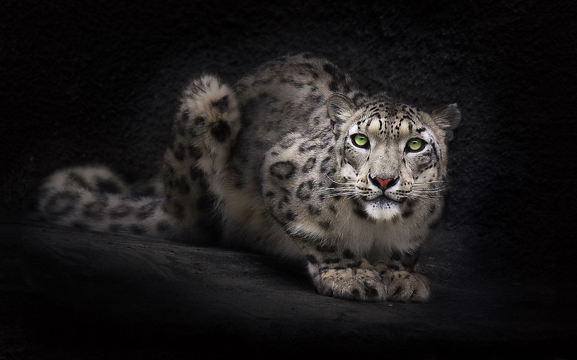 Wallpaper snow leopard, panthera uncia, uncia uncia, irbis desktop wallpaper Animals GoodWP.com