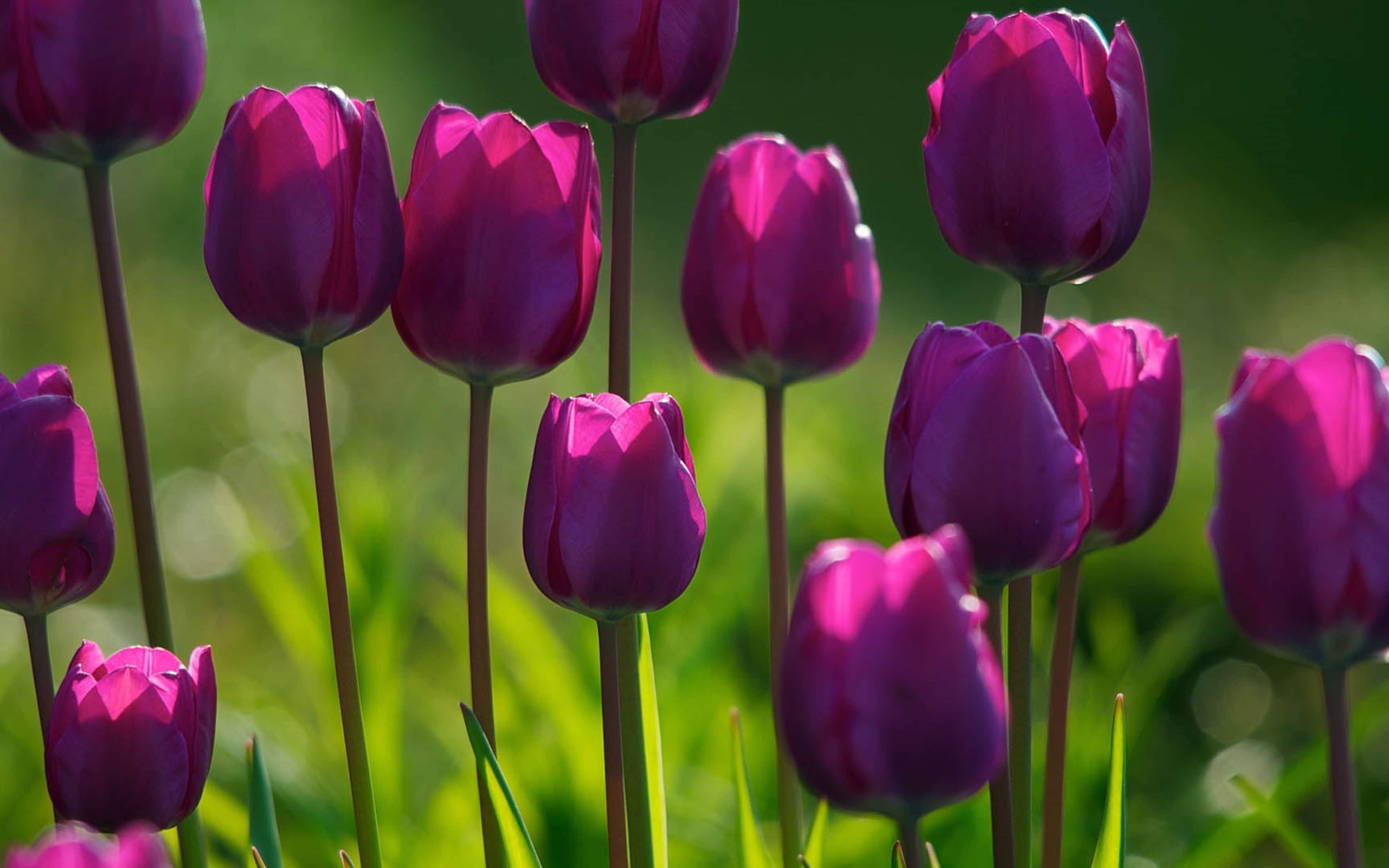 Purple Tulips Spring Flowers Wallpaper