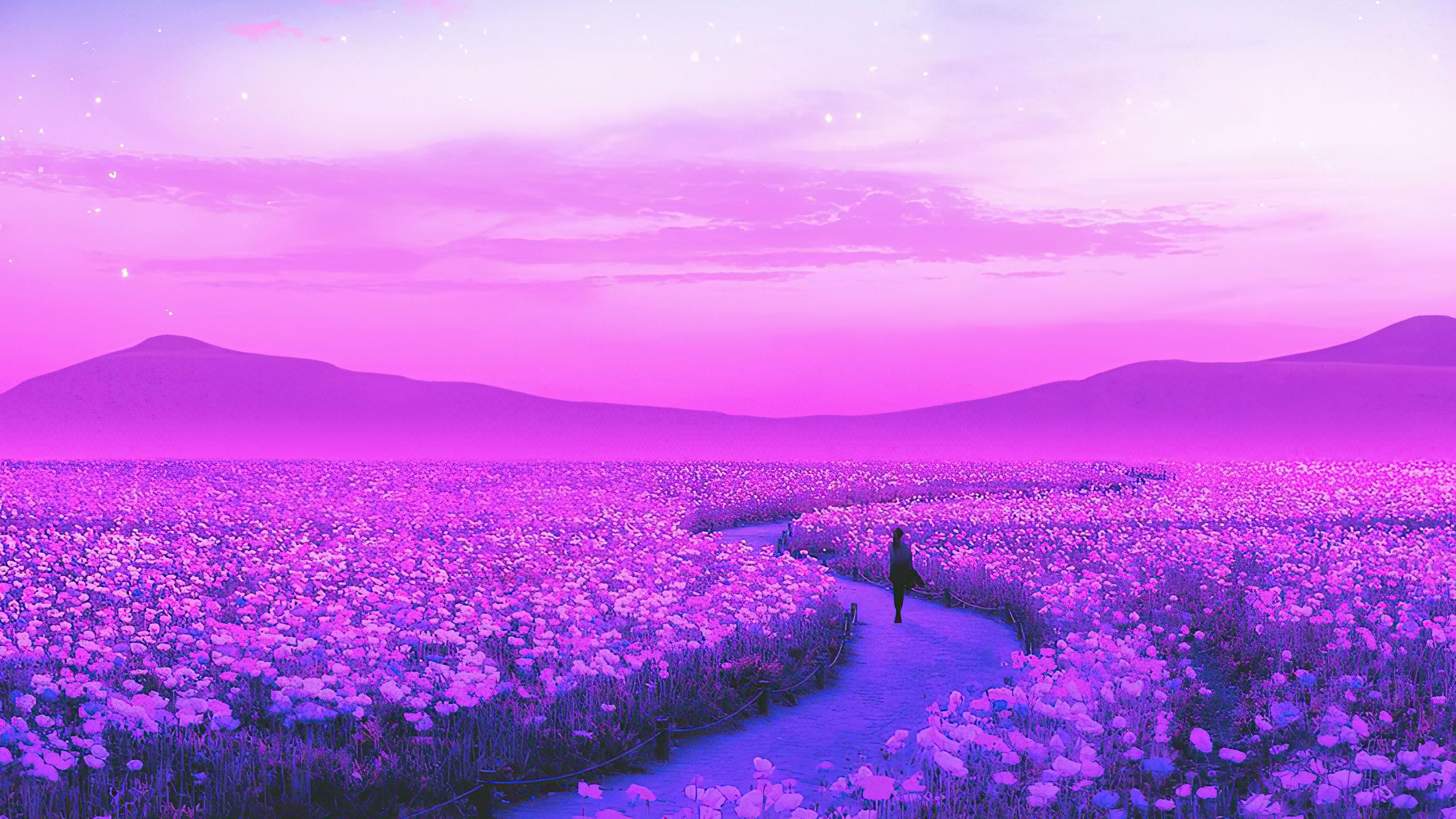Lavender HD Wallpaper & Background