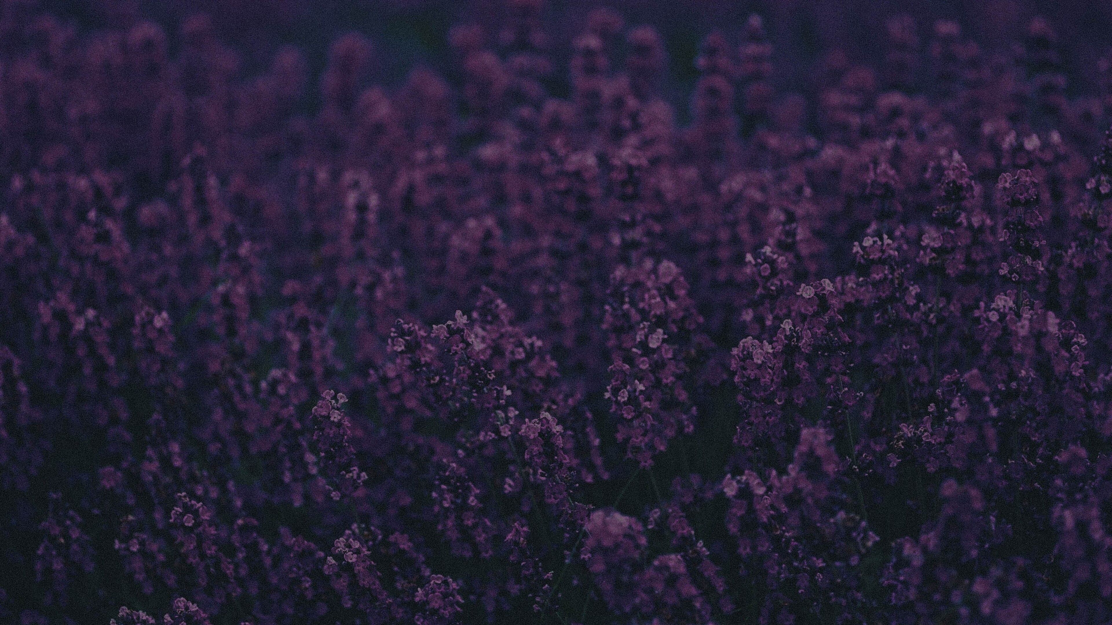 Lavender 4k HD 4k Wallpaper, Image, Background, Photo and Picture