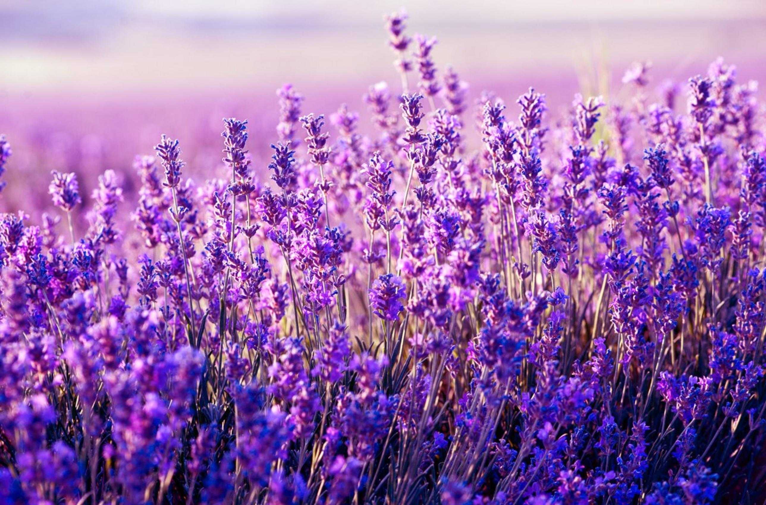 Iphone Wallpaper Lavender Images  Free Photos PNG Stickers Wallpapers   Backgrounds  rawpixel