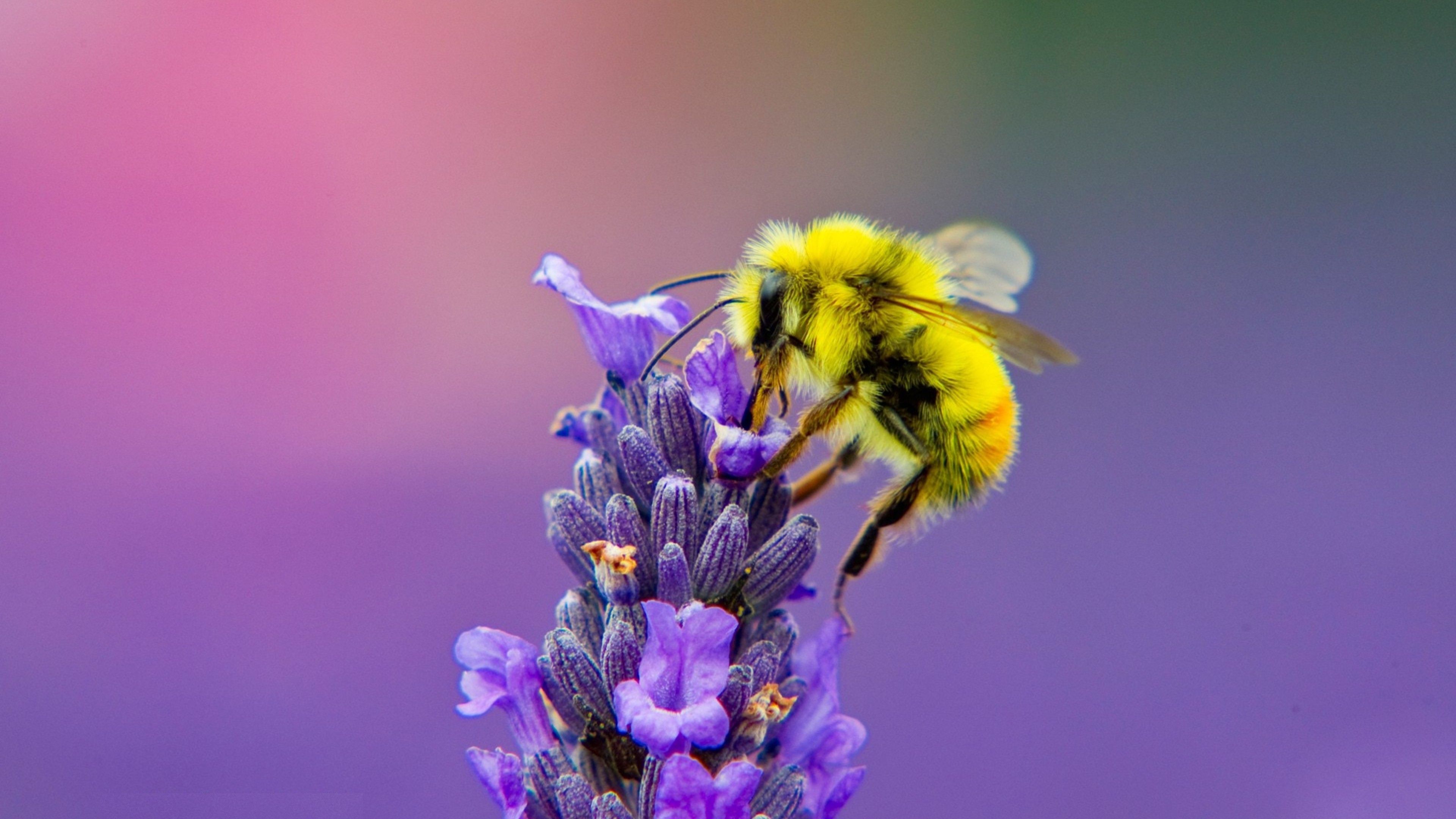 Yellow Honey Bee on Lavender 4K Photo