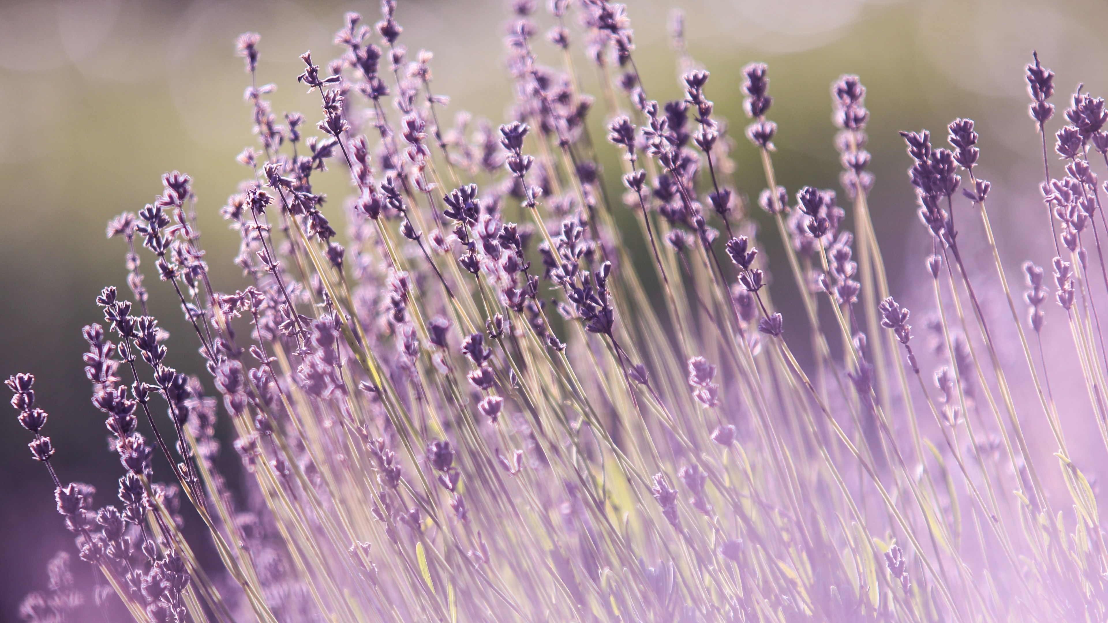 Nature Lavender Field 4K Flower Wallpaper Download for Android Mobiles