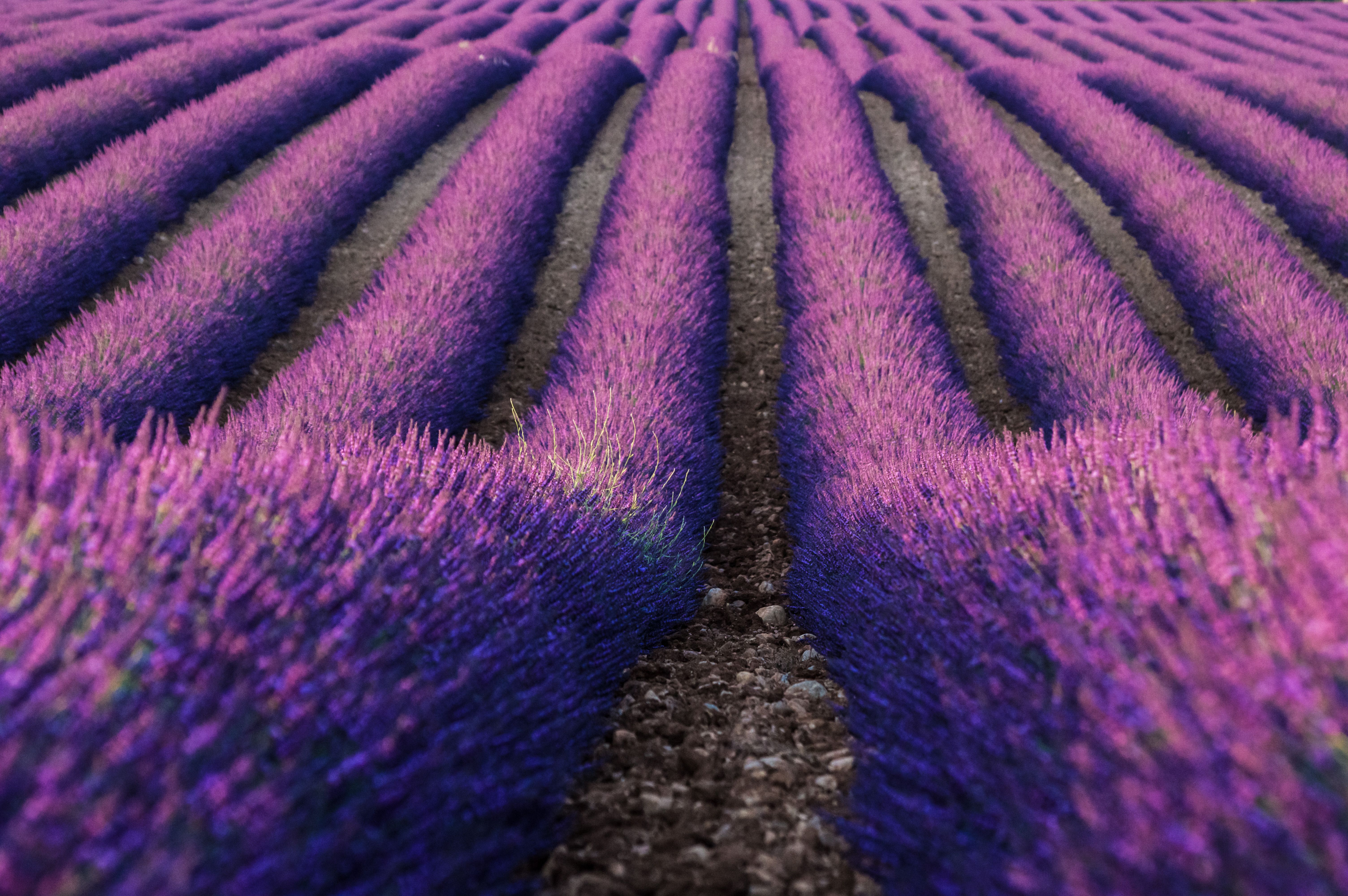Lavender Farm 5k, HD Flowers, 4k Wallpaper, Image, Background, Photo and Picture