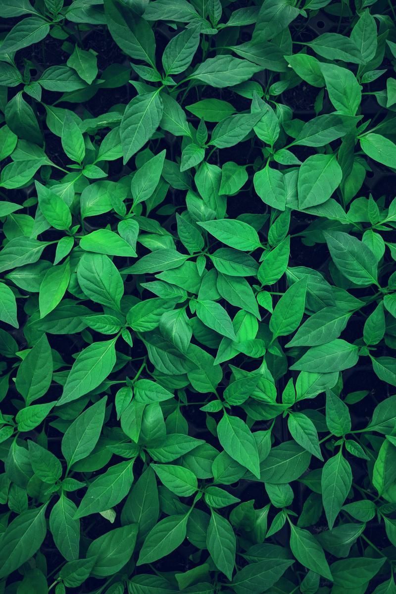 Wallpaper Day. leaves, bright, green, plant, vegetation for HD, 4K Wallpaperday for Desktop, Mobile Phones free do. Green picture, Green nature, Green wallpaper